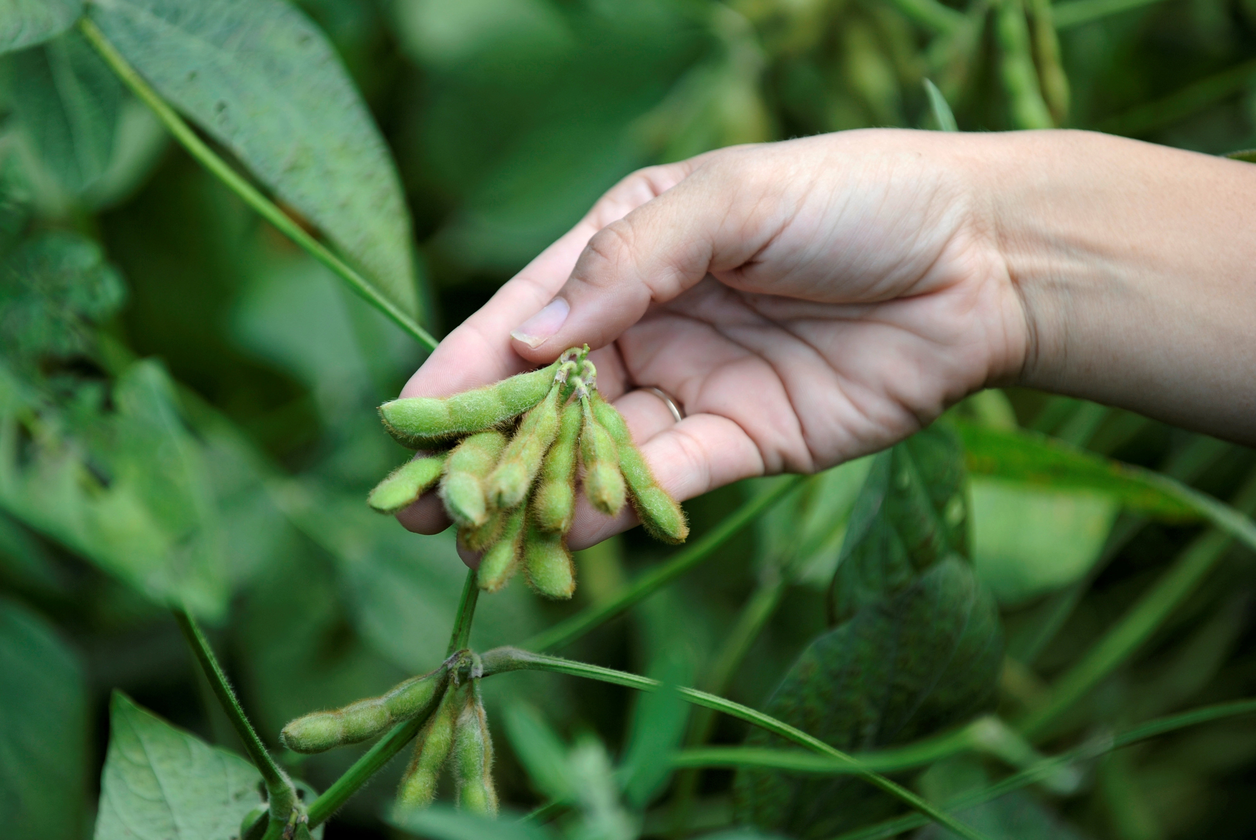 China’s soybean cropland totalled 10.2 million hectares (25.2 million acres) in 2022, marking a 21 per cent year-on-year increase. Photo: Reuters