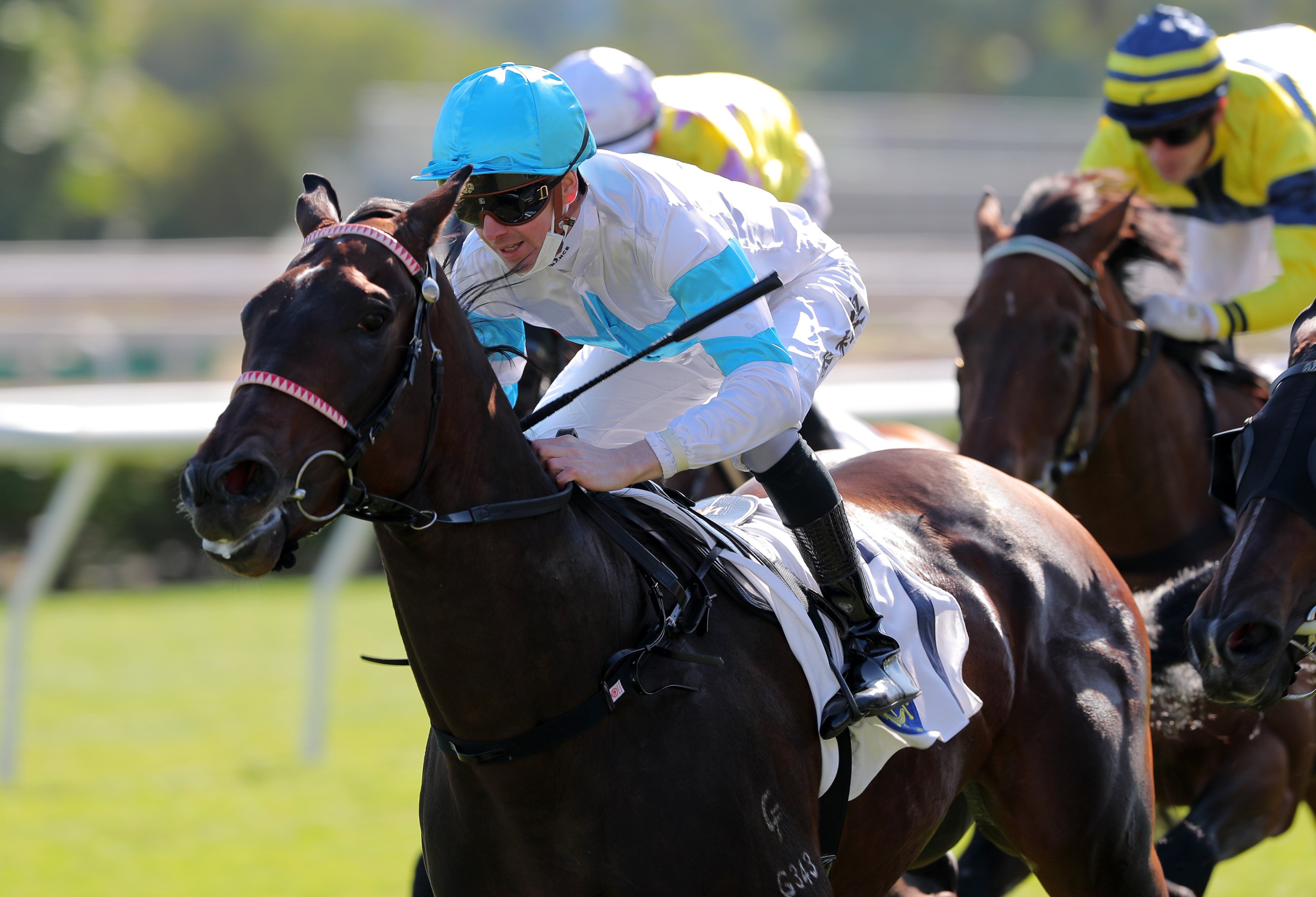 Excellent Fighter makes a winning debut under Jye McNeil at Sha Tin on December 18. Photo: Kenneth Chan