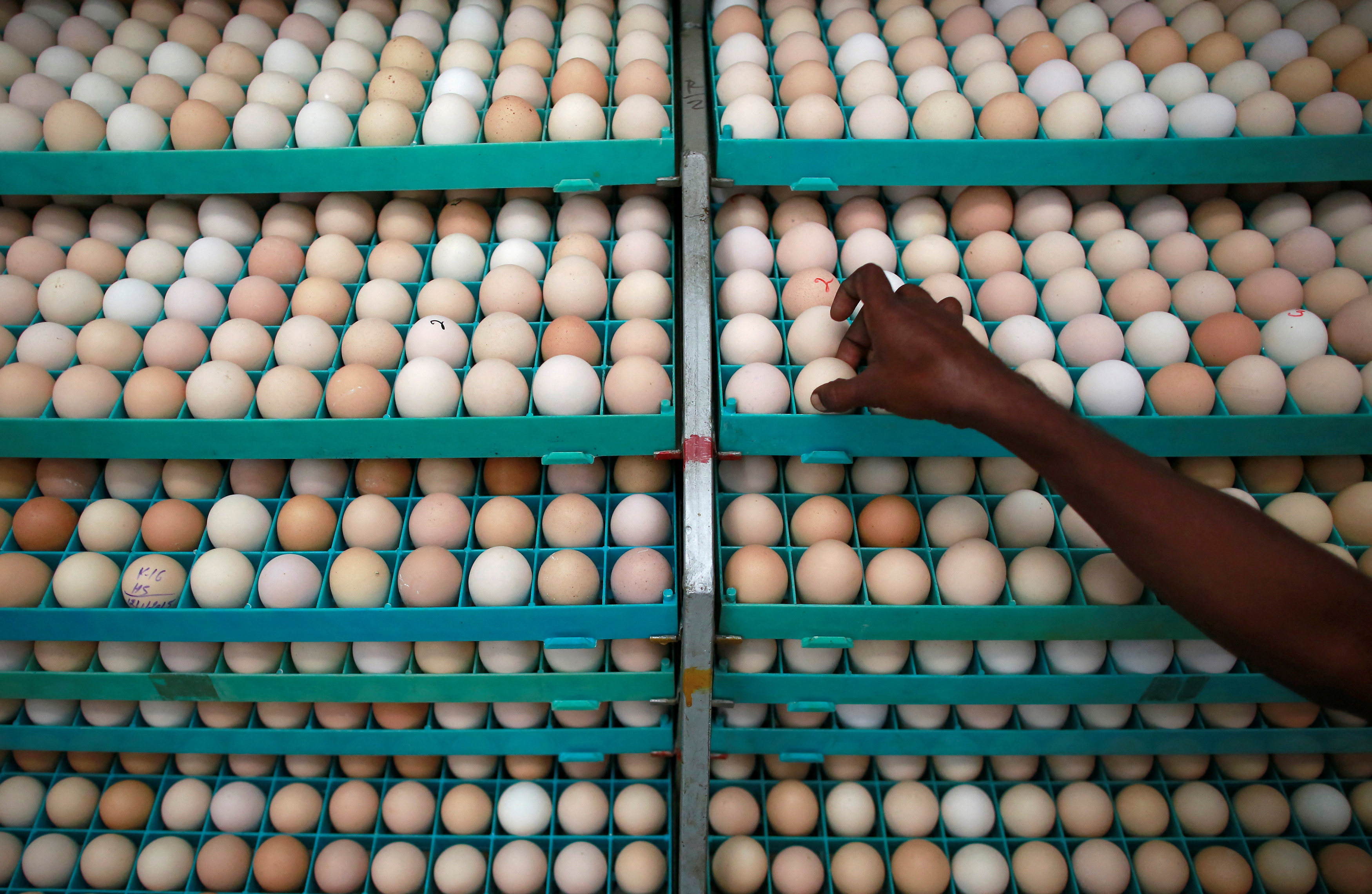 An employee inspects an egg in an incubator at a hatchery near Mumbai. Photo: Reuters