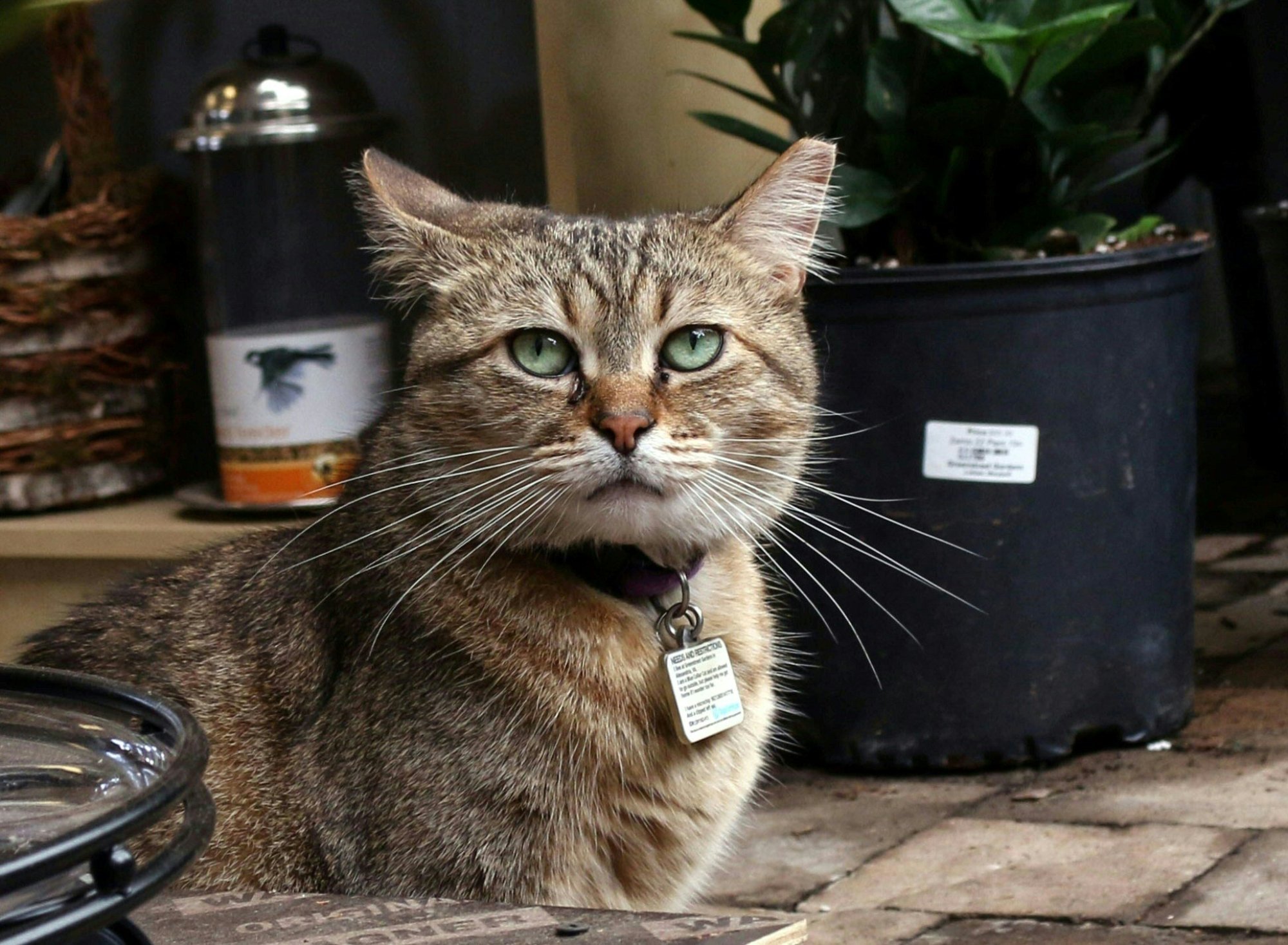 Netherlands to ban pets like flatfaced dogs, cats with folded ears to