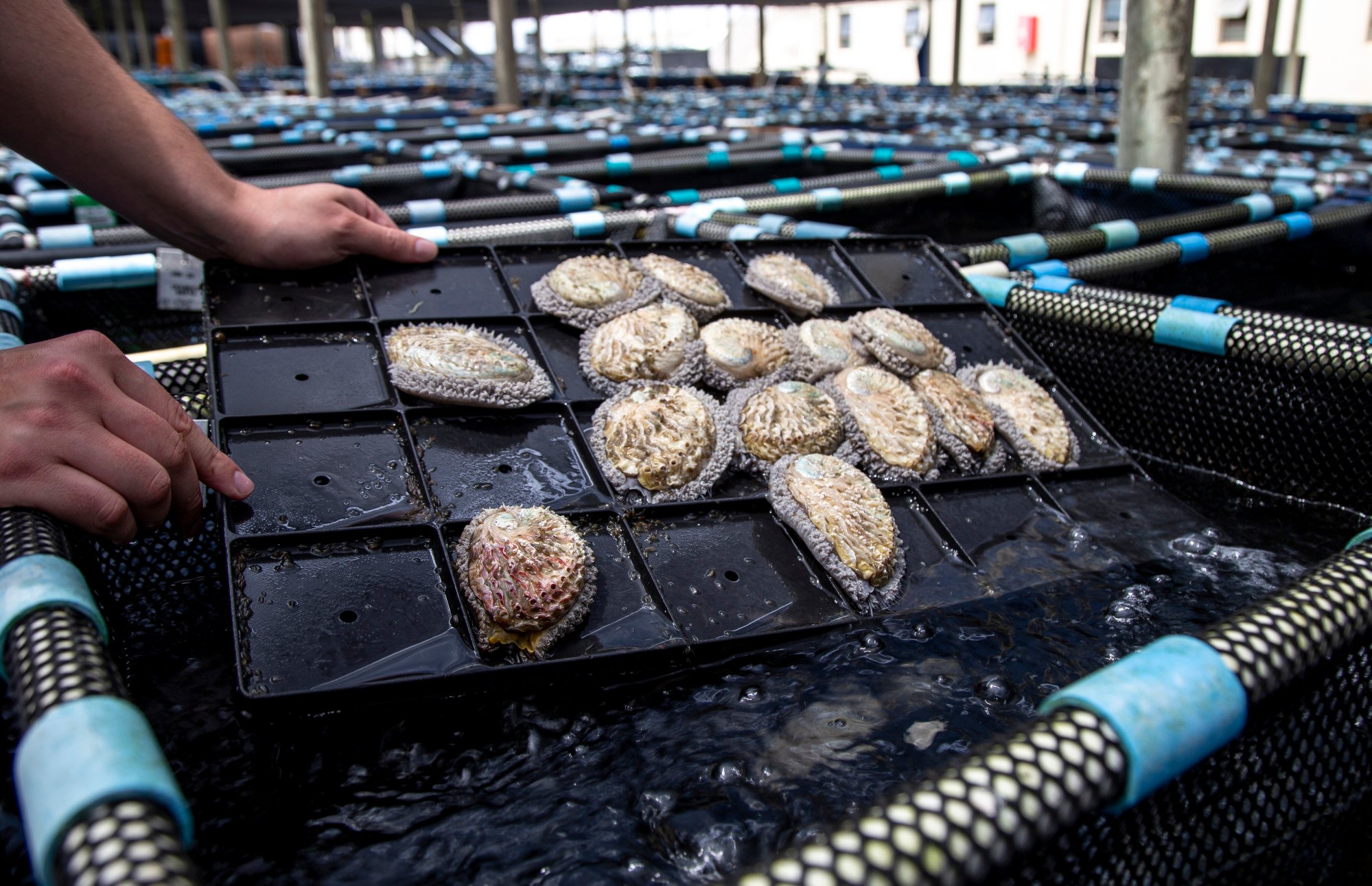 CDFW News  Judgment, Penalties for Unlawful Importation and Sale of  Non-native Abalone