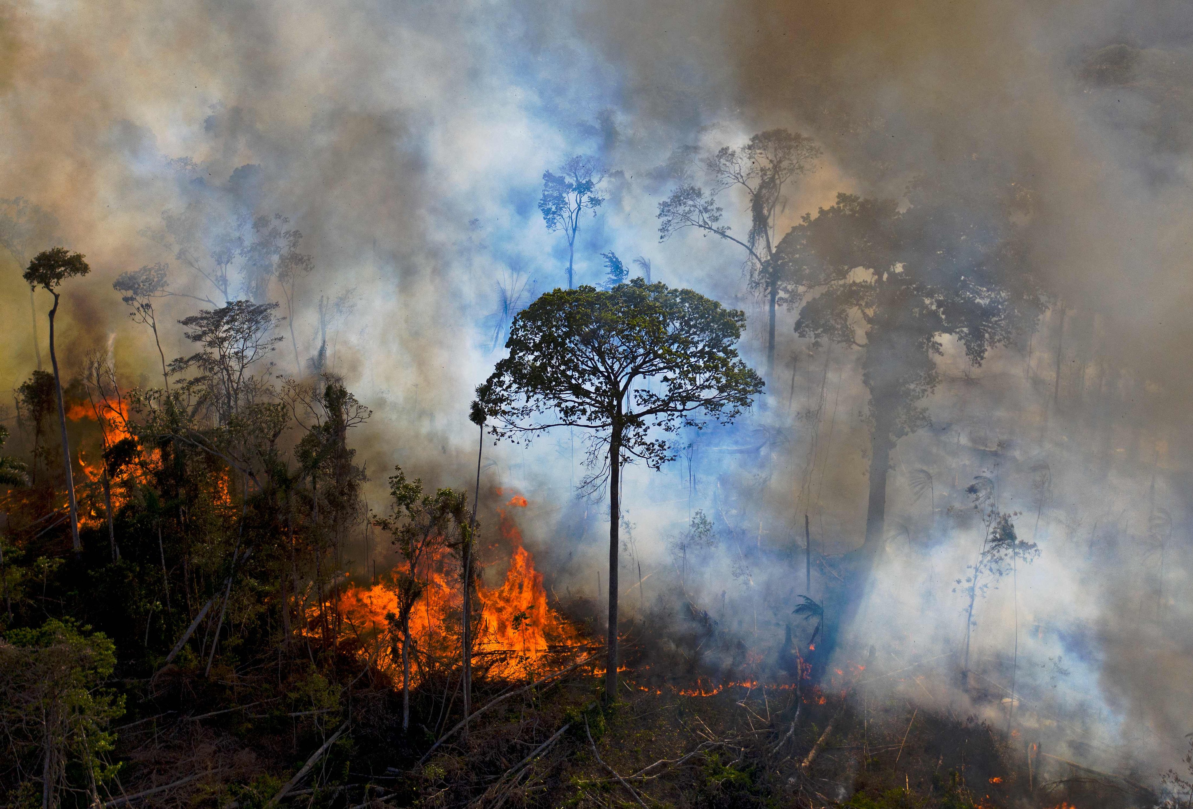 More than one-third of the  forest is degraded, study says