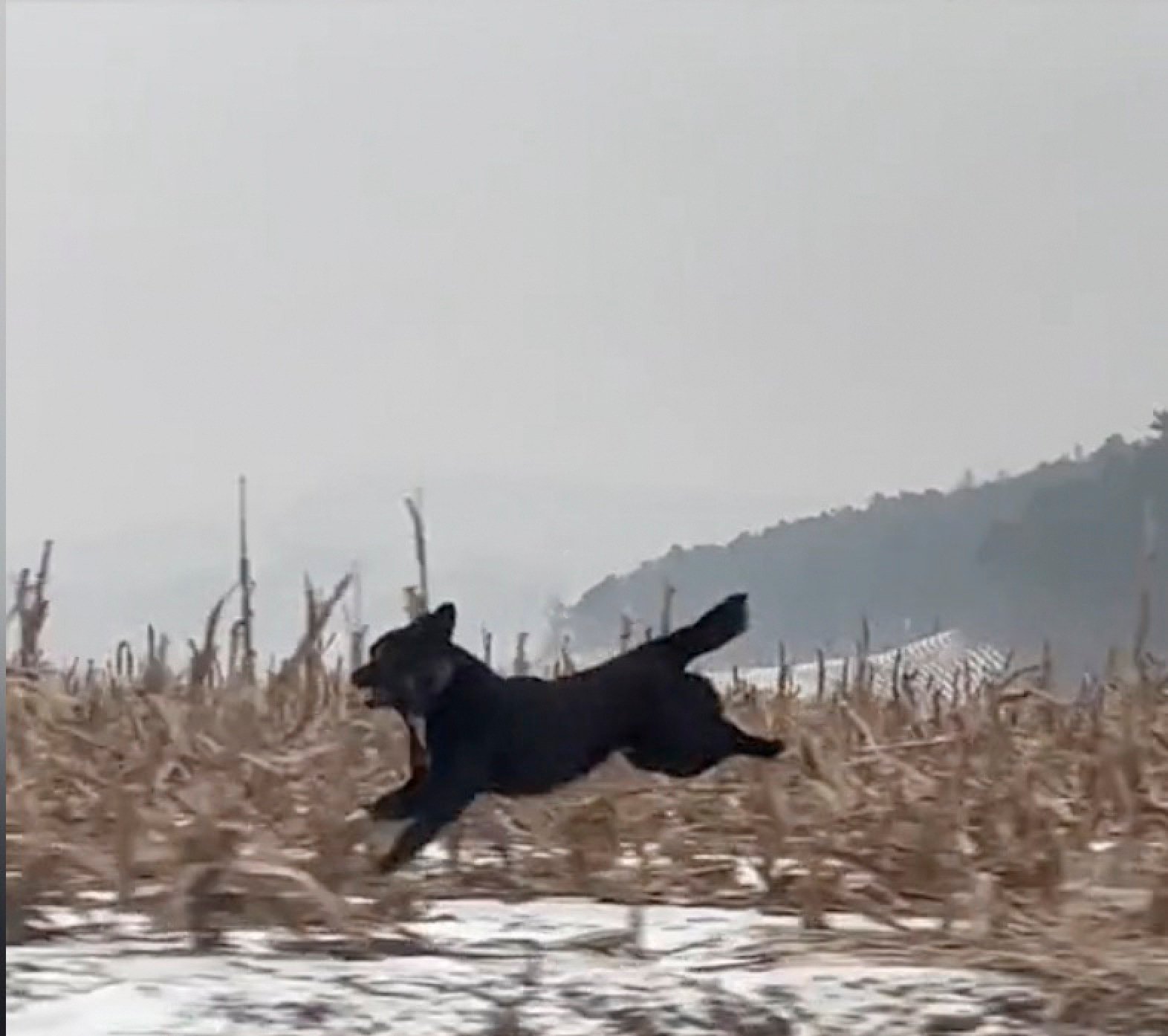 A relieved Lu later checked Doudou made it back home safely by looking at surveillance footage from a camera installed in his home. Photo: Douyin
