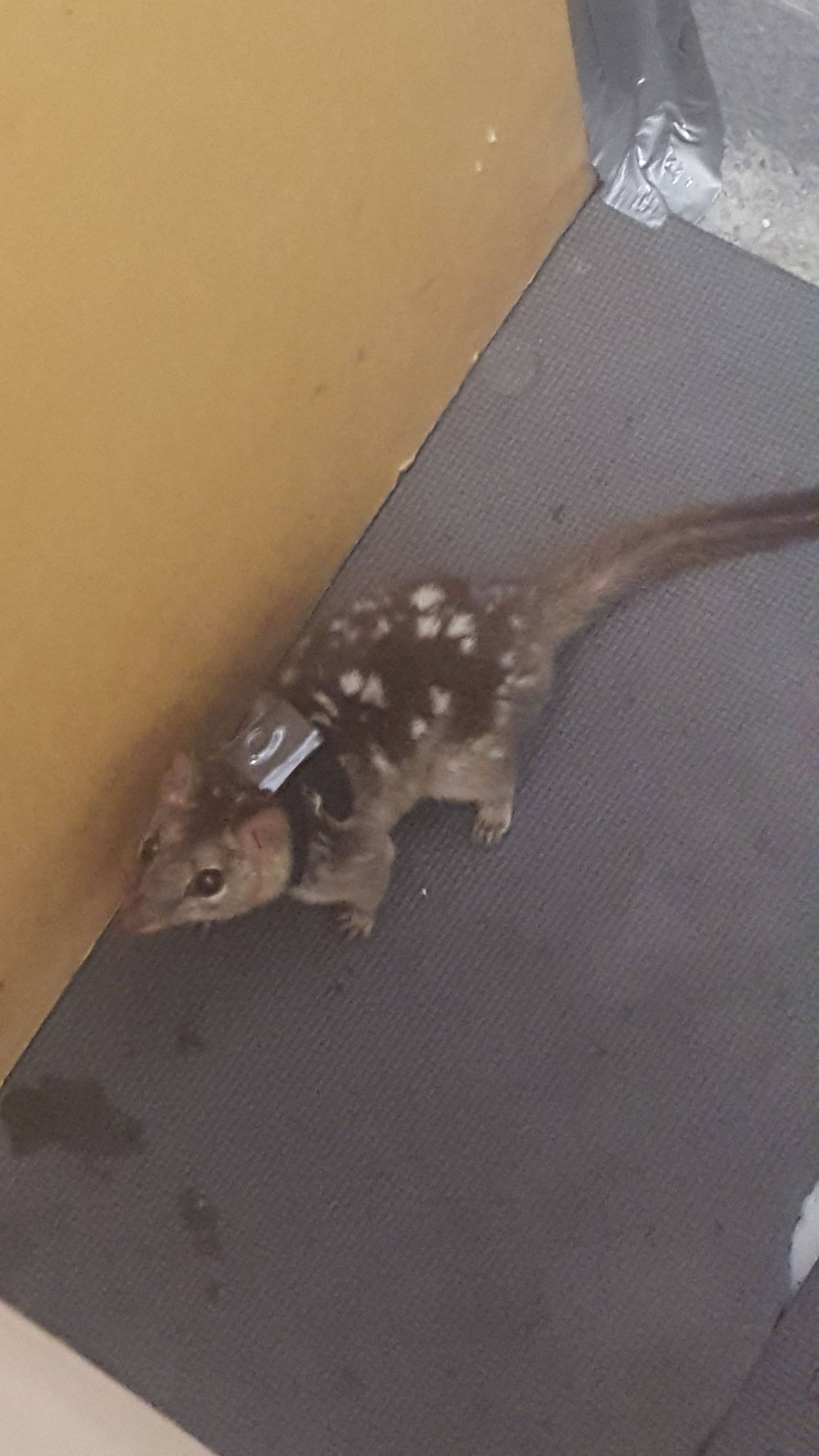 Cute Australian marsupial with a sex-driven death ‘frenzy’ puzzles