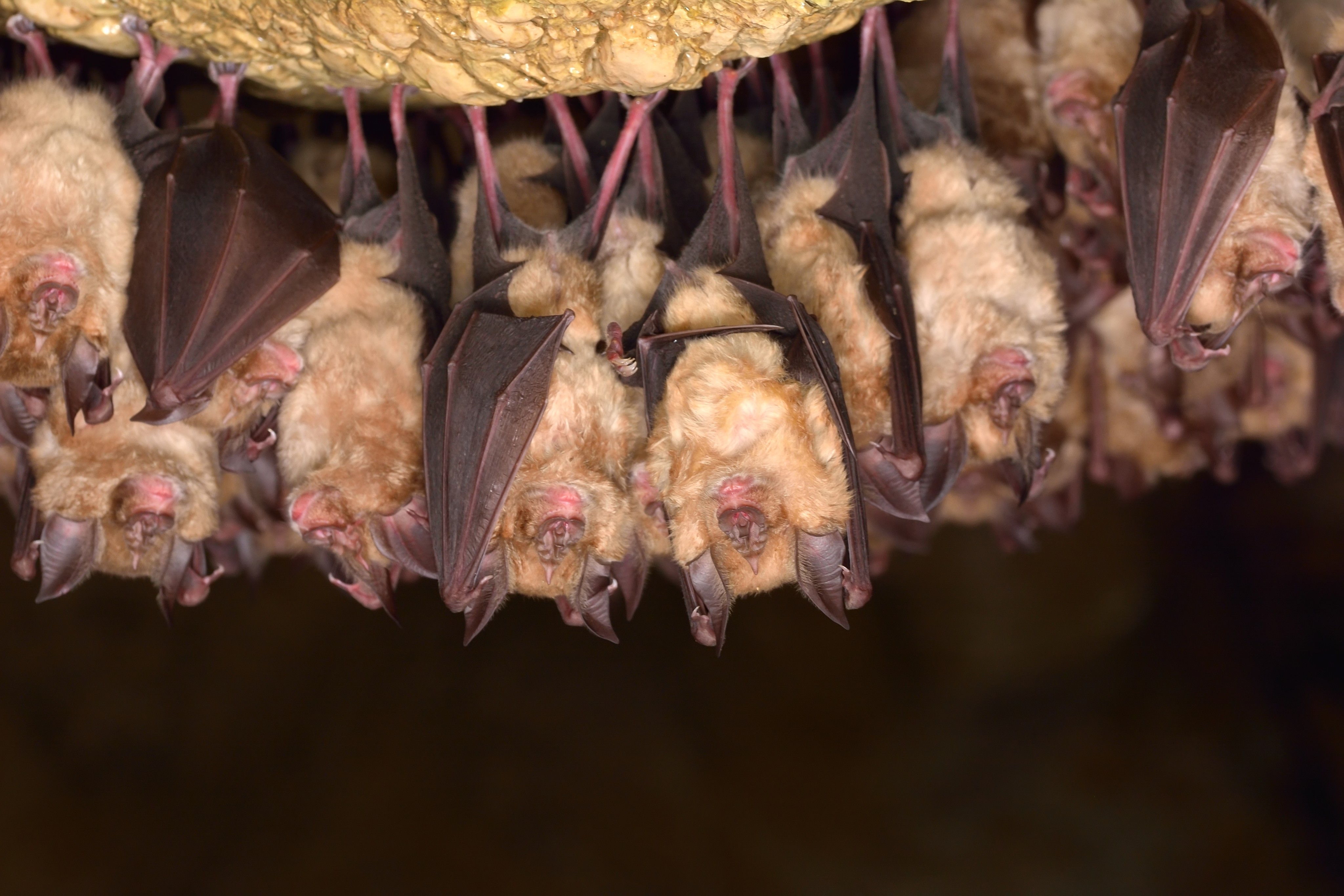 Why do some bats make better virus hosts than others? A Chinese