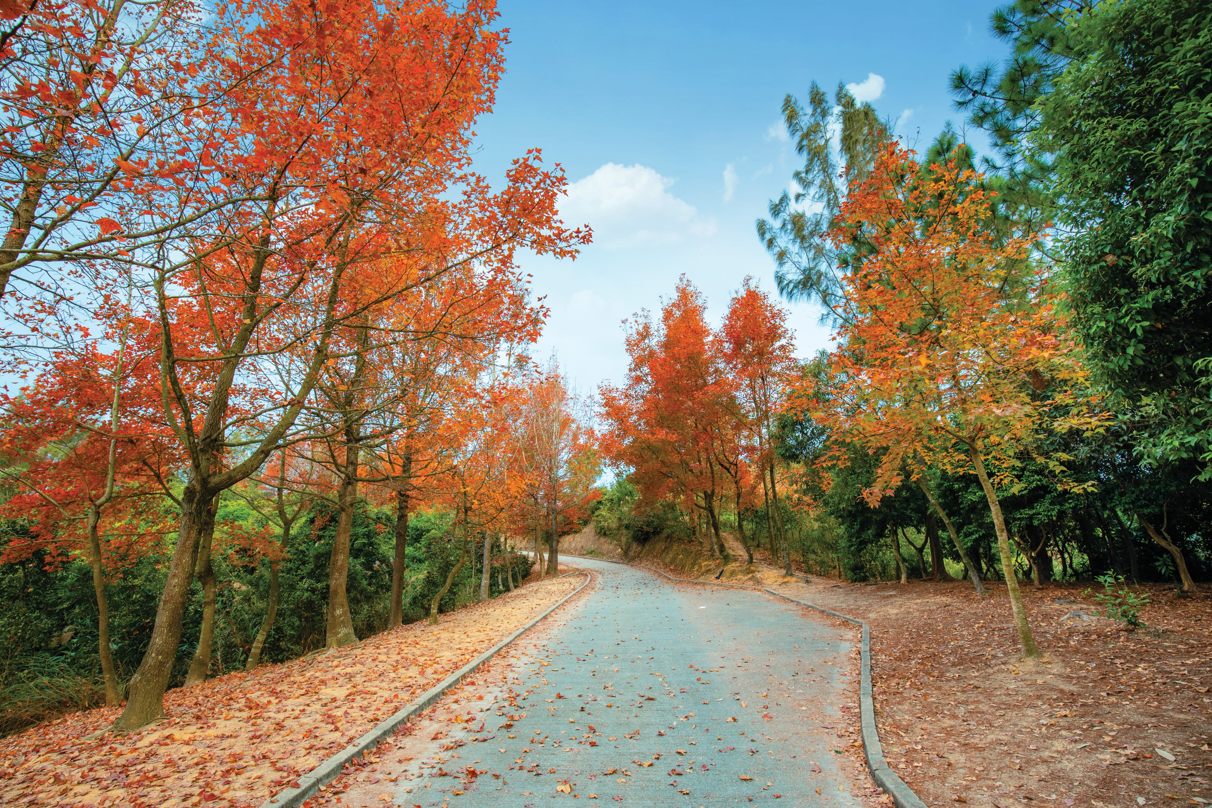 The bright yellow, fiery orange and crimson red autumn and winter hues of trees in Sweet Gum Woods, attract many visitors each year to Tai Lam Country Park in Hong Kong’s Western New Territories. 
