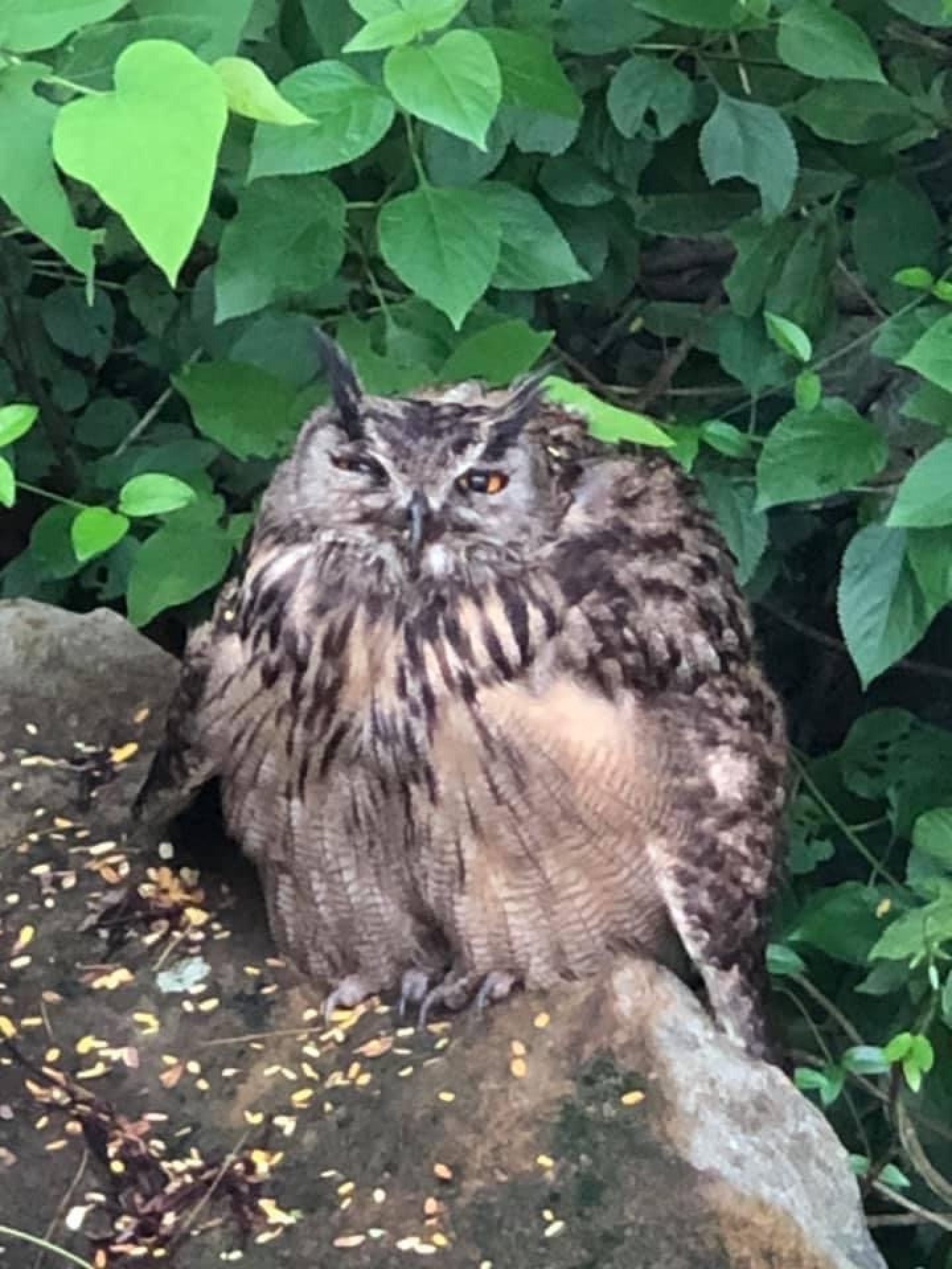 Gift of flight: grounded Hong Kong owl flies again after being given ...