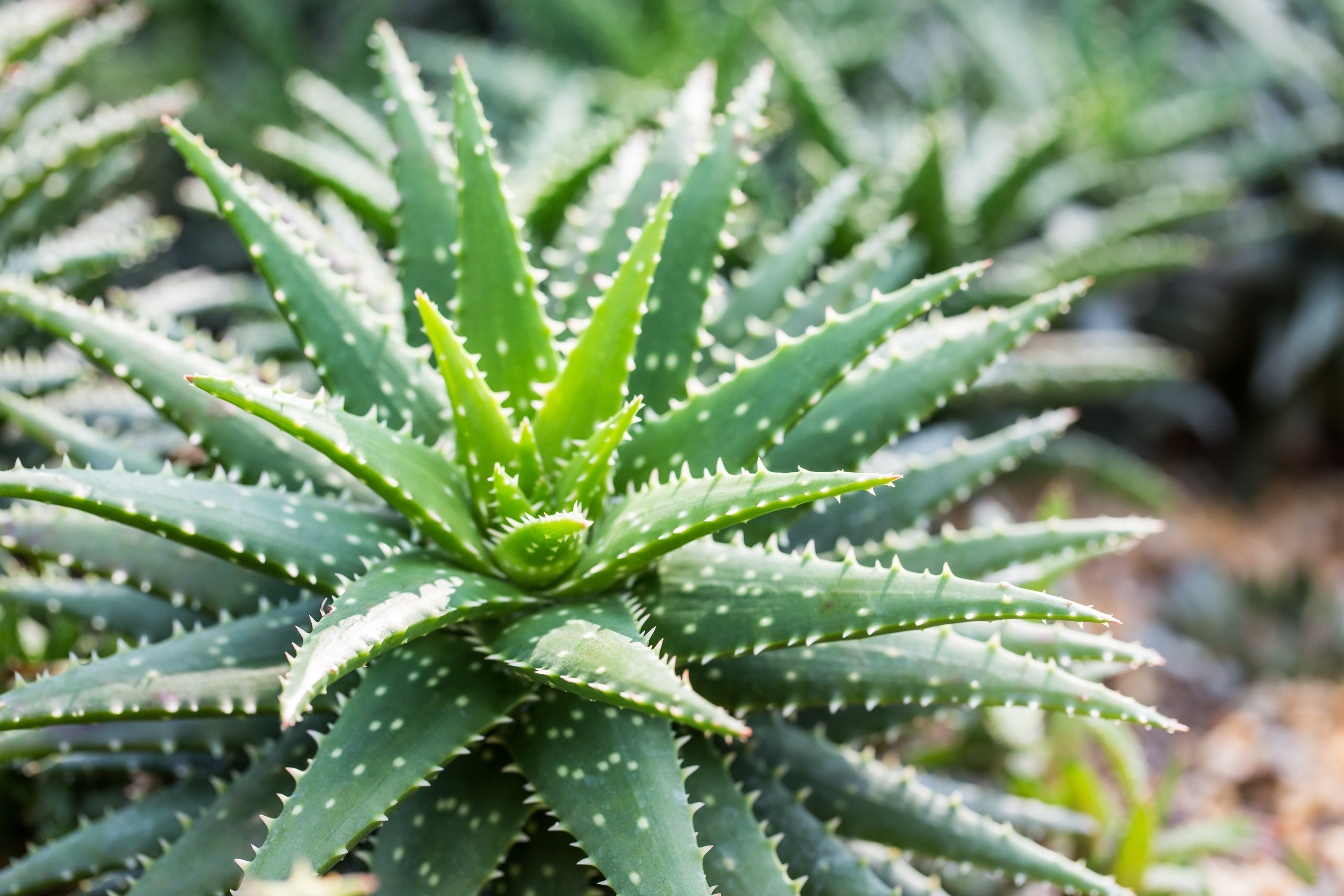 Aloe vera plants have many names, including the healing plant, the miracle plant and the burn plant. Photo: Shutterstock