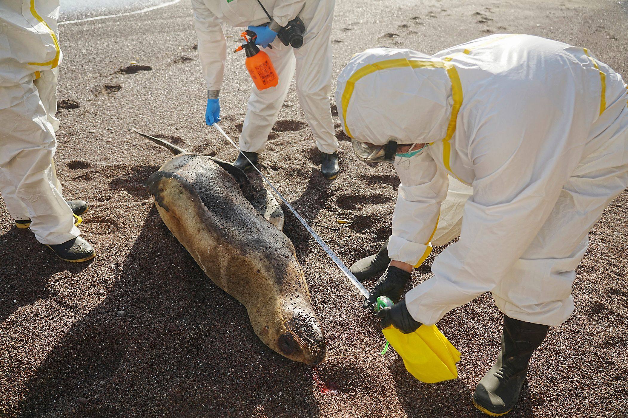 Scientists at the Paracas National Reserve inspect a dead sea lion in January while deploying a monitoring and surveillance protocol for cases of birds and sea lions affected by avian influenza in the Ica region, Peru. Photo: Peruvian National Wildlife Areas Service via AFP