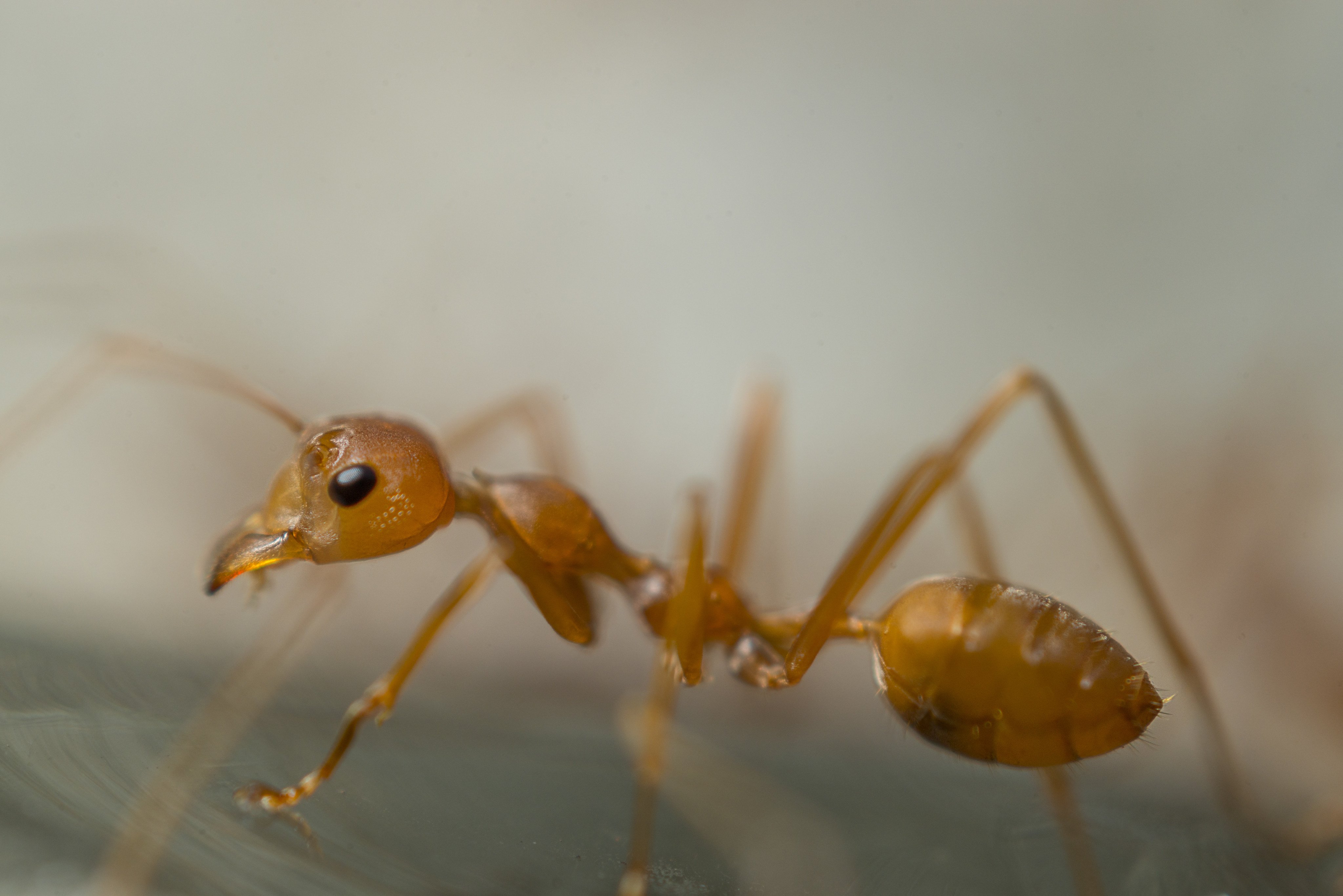 A weaver ant, a species of ant that is found in tropical Asia and Australia, taken in 2014. Photo: Antony Dickson