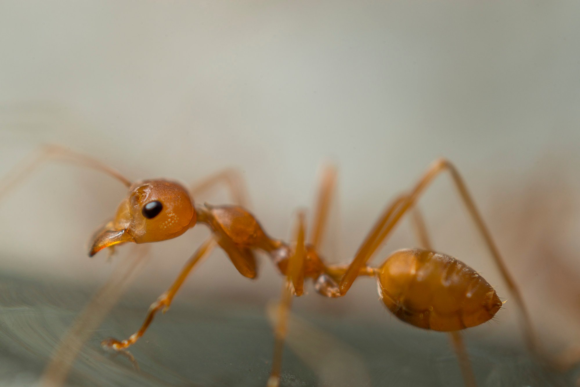Meet the tiny jumping spider that walks like a feisty ant to evade  predators