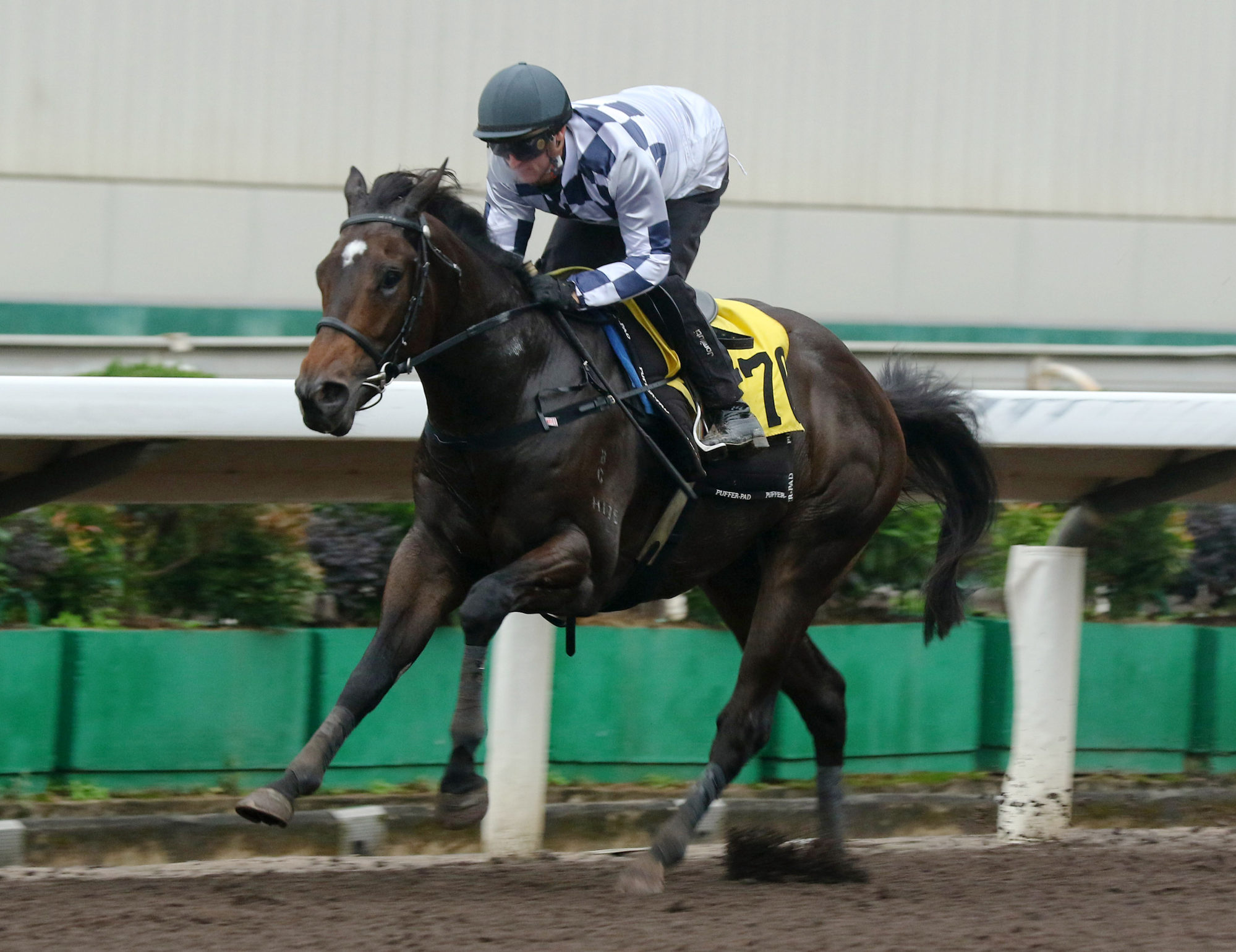 Jamie Richards-trained unraced galloper Laser Victory wins a dirt trial under Zac Purton at Sha Tin on January 13.