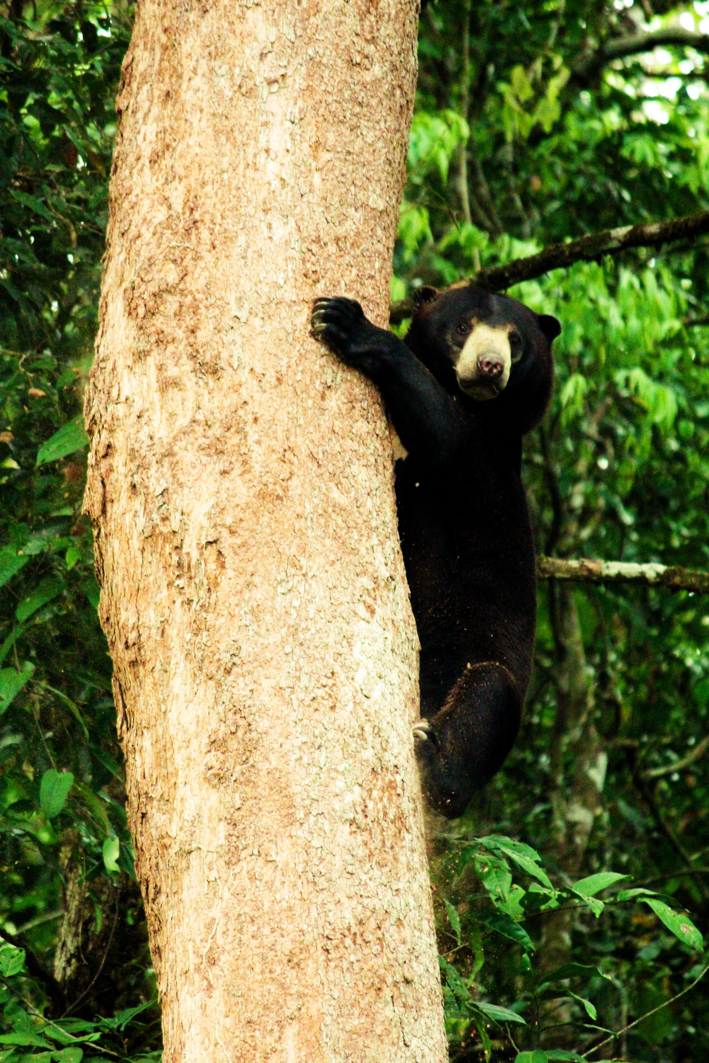 Wildlife including sun bears (above), panthers, gibbons and 250 bird species call the forests of Fraser’s Hill in Malaysia home, but development threatens their habitat.