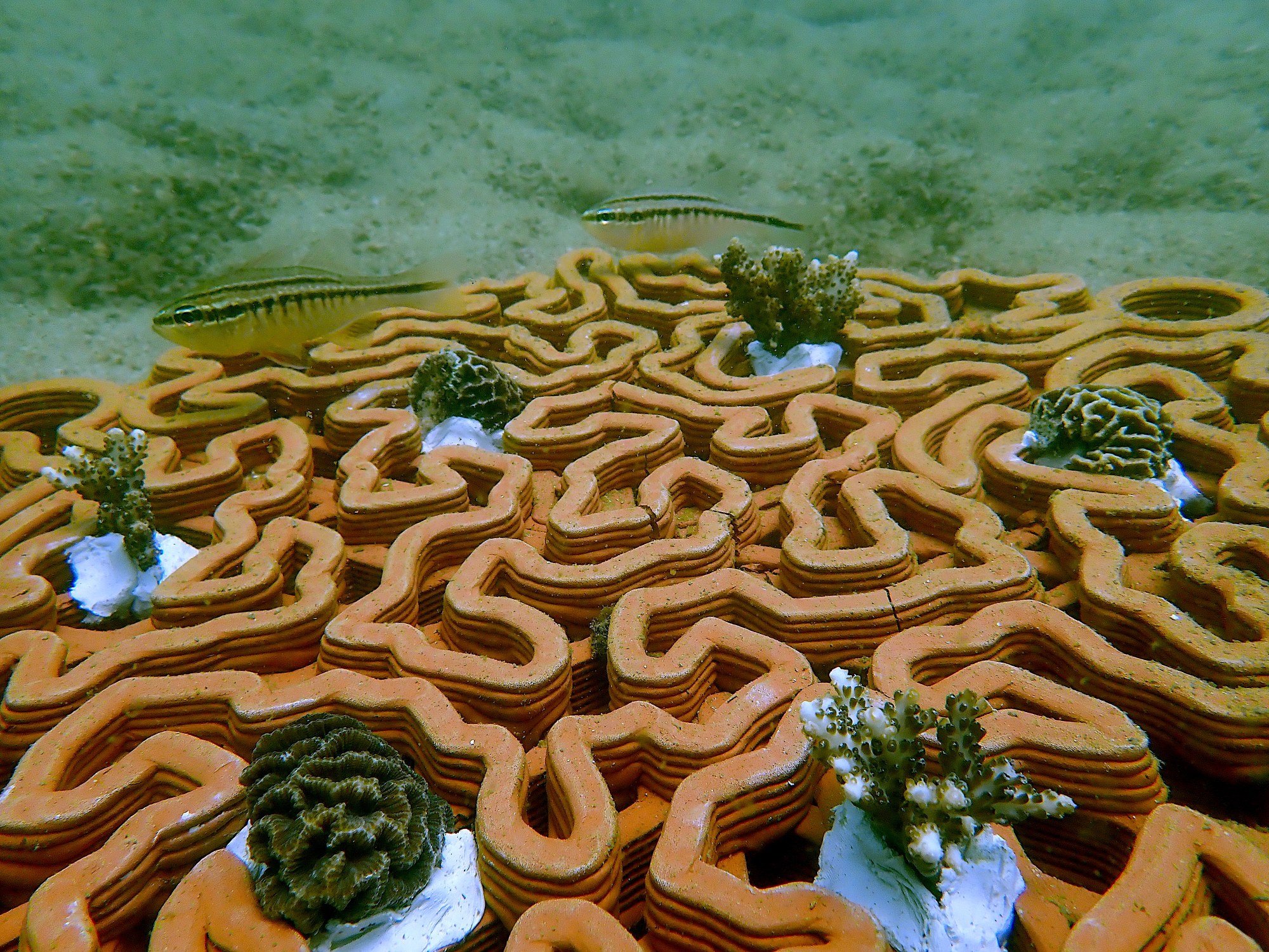 A New Approach to Marine Restoration: 3-D Printing Coral Reefs With Ceramic  - Pacific Standard