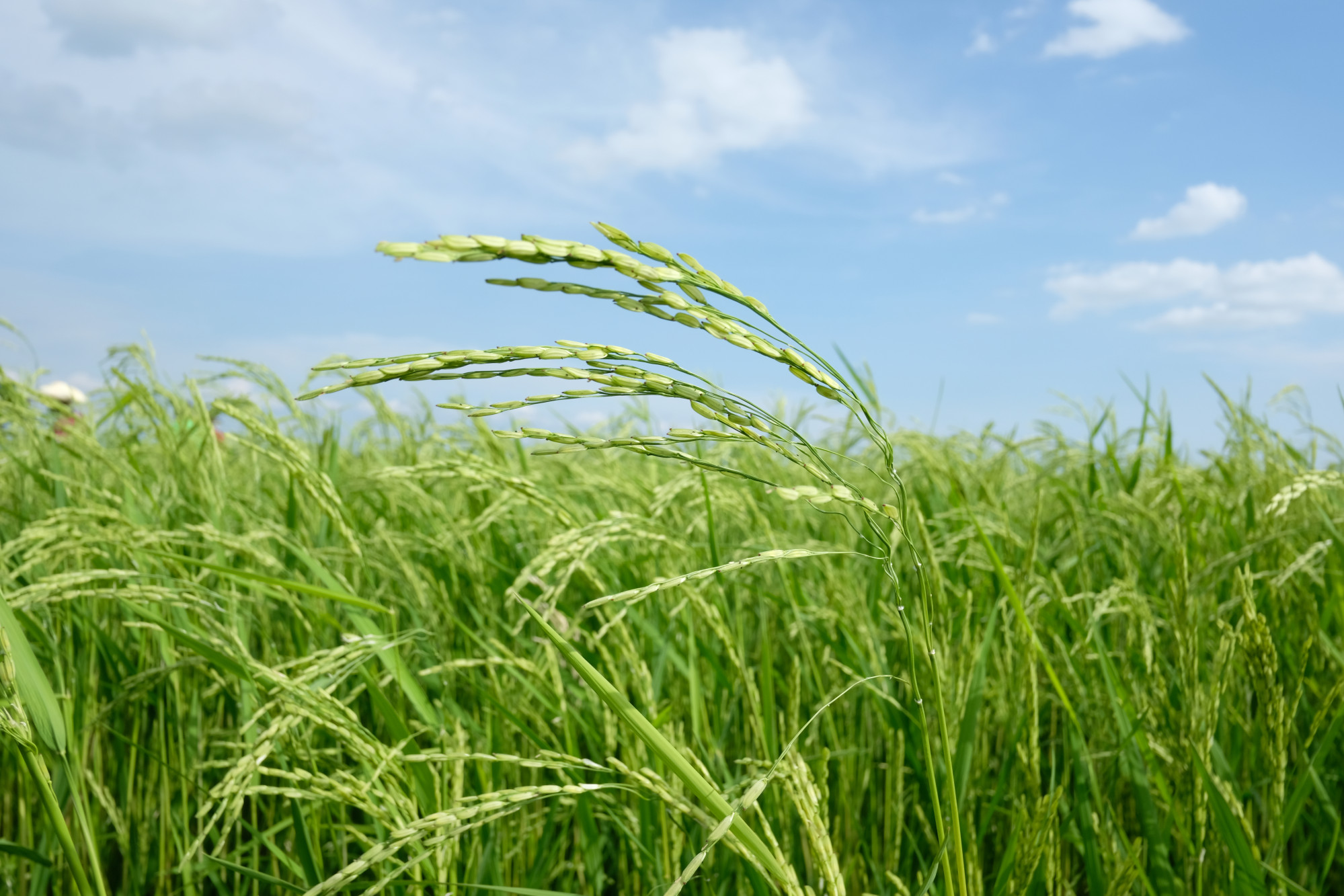 The study involved two long-term experiments to evaluate the effect of elevated carbon dioxide on phosphorus levels in rice paddy fields. Photo: Shutterstock