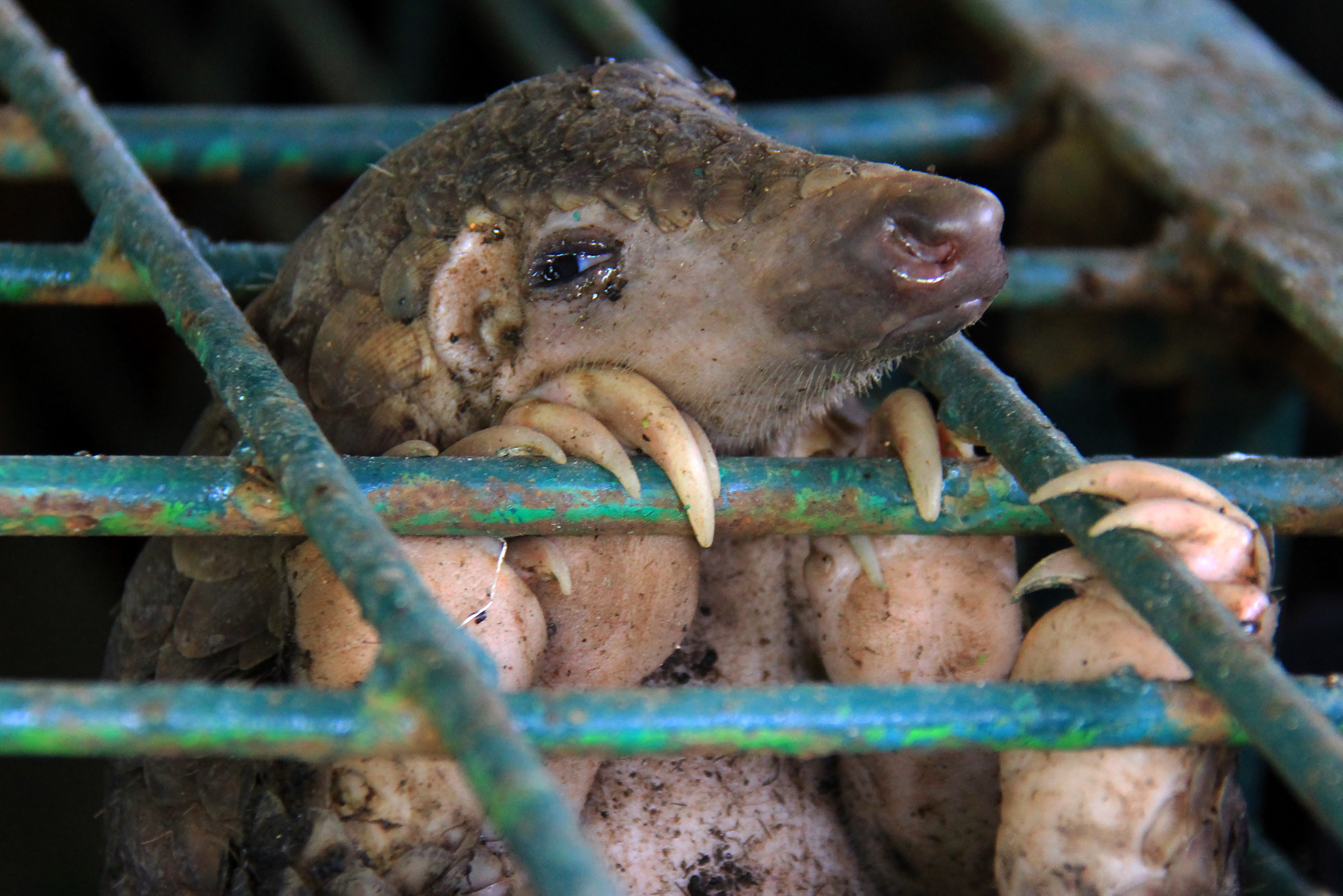 A caged pangolin in Indonesia. Pangolins are the most trafficked mammals worldwide. Photo: Getty Images