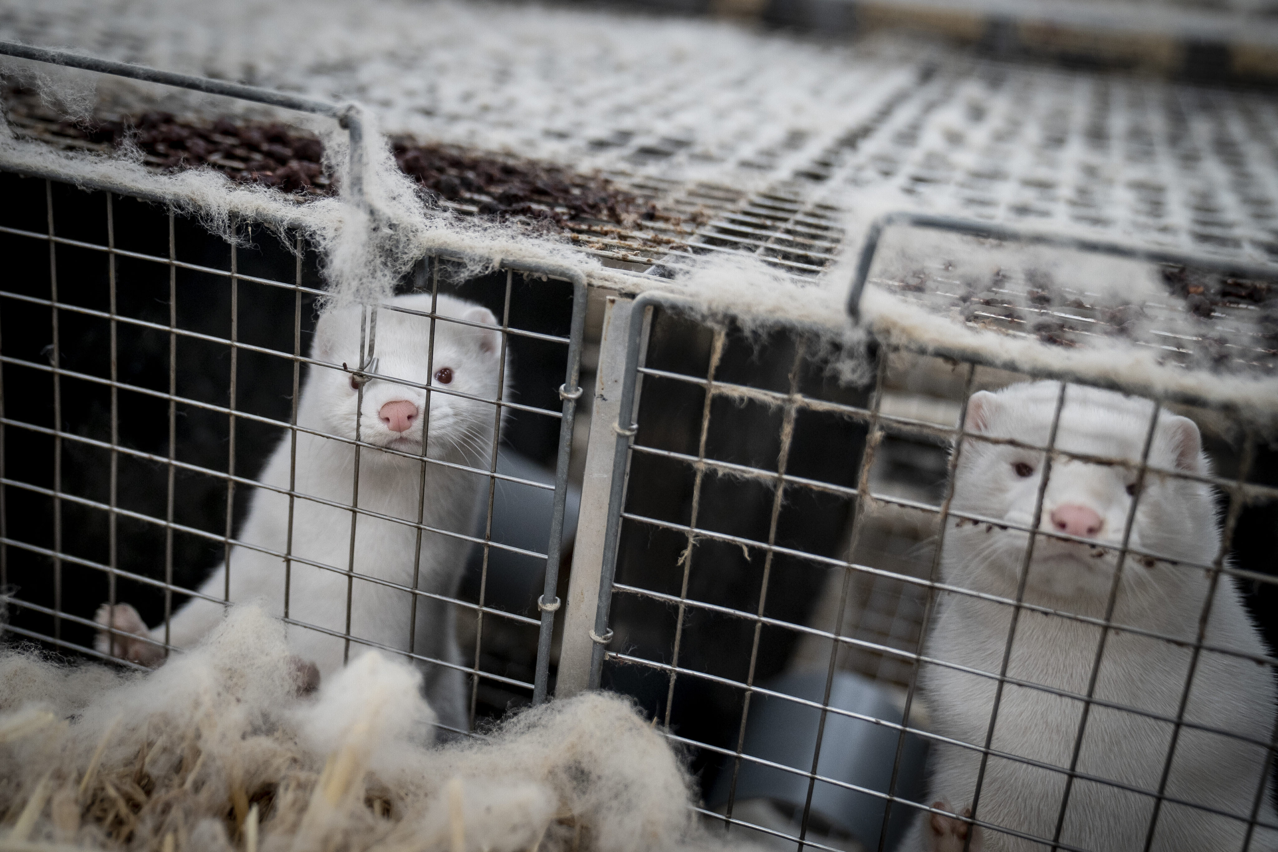 sick minks are reigniting worries about bird flu spreading to humans. Photo: AP/File