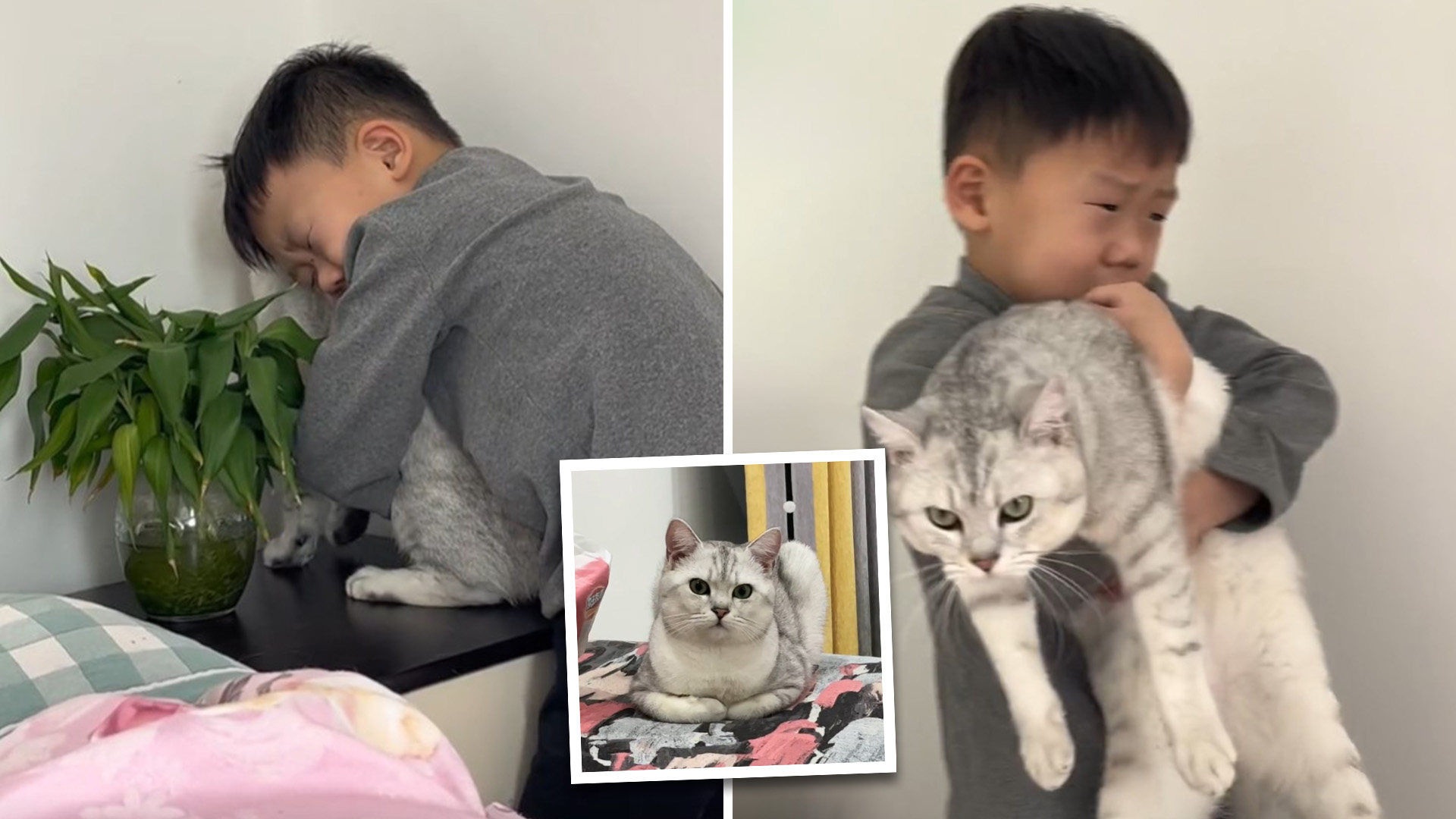The video, viewed 7.9 million times on Douyin alone, shows the boy hugging the cat as he pleads for it to stop shedding hair. Photo: SCMP composite/Douyin