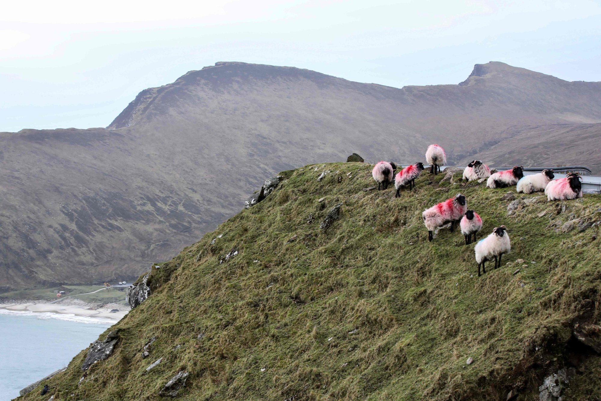 Sheep stand on a cliff near the Keem beach on Achill. The remote island has enjoyed a surge in tourism since The Banshees of Inisherin was released. Photo: AFP