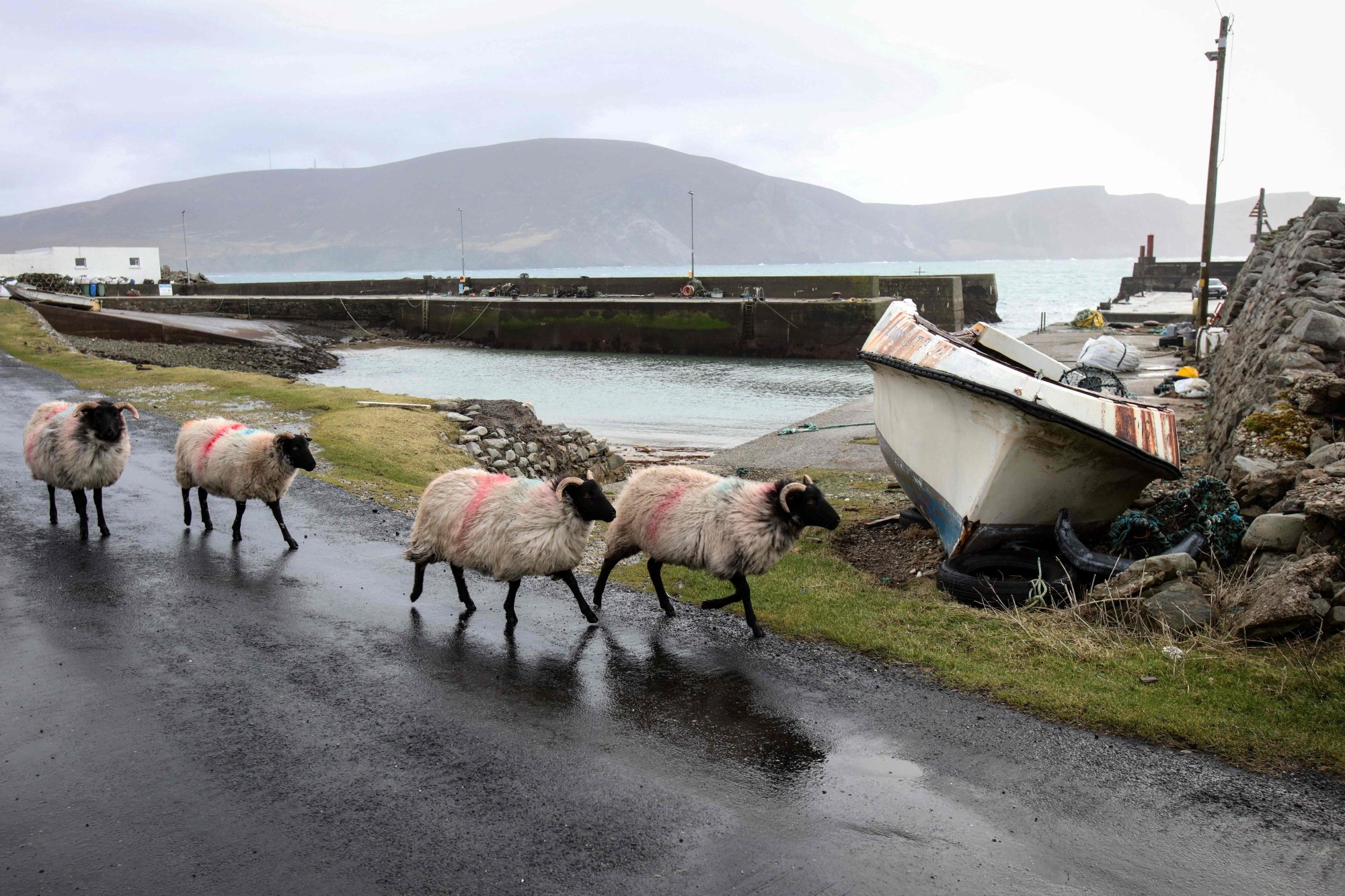 Sheep walk past Purteen Harbour, one of the filming locations of The Banshees of Inisherin. Photo: AFP
