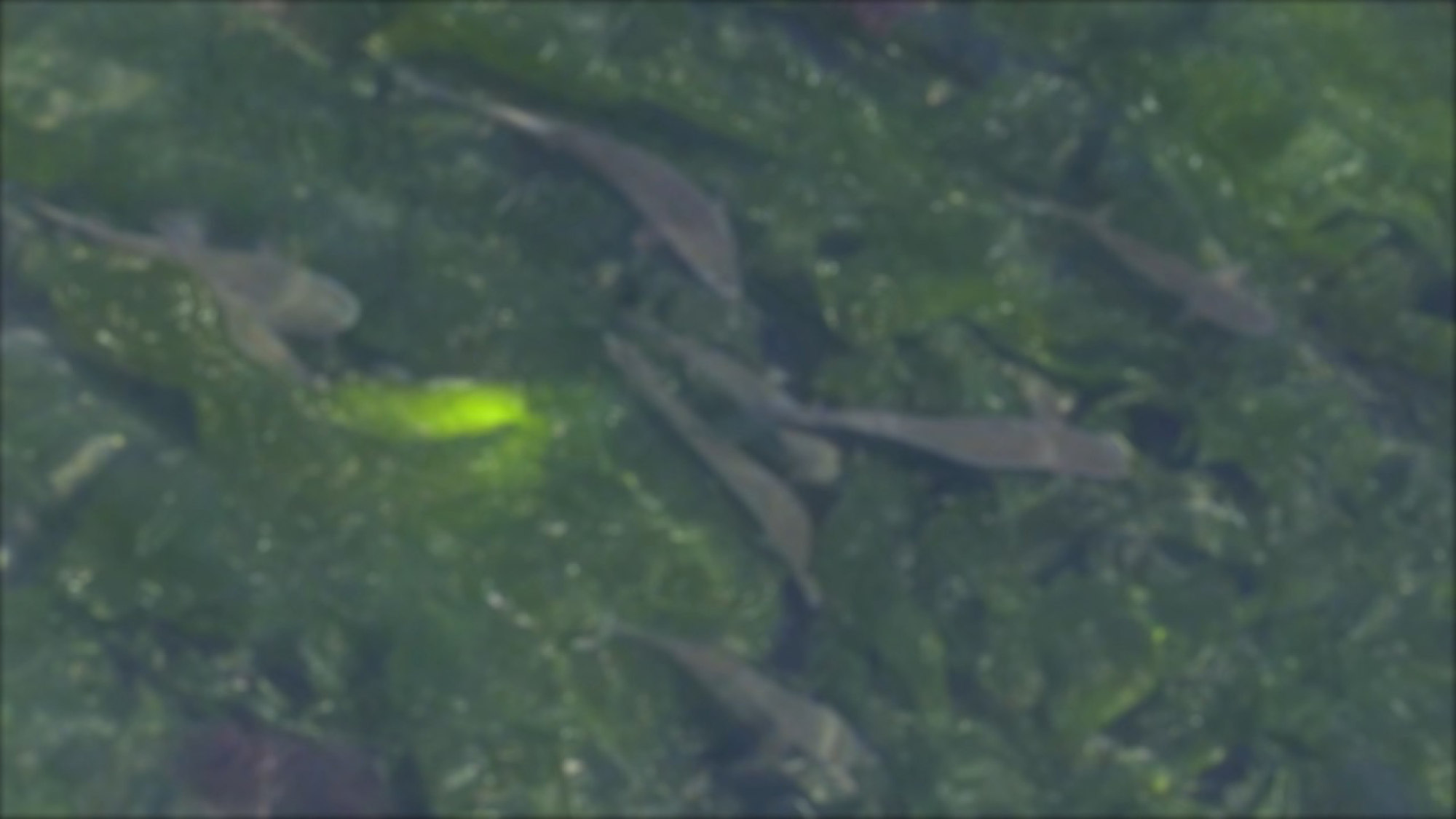 Deep water 2022 ana de armas. Ана де армас и бен аффлек глубокие воды. В любви и глубокой воде 2023. Deep water 2022. Deep water 2022.