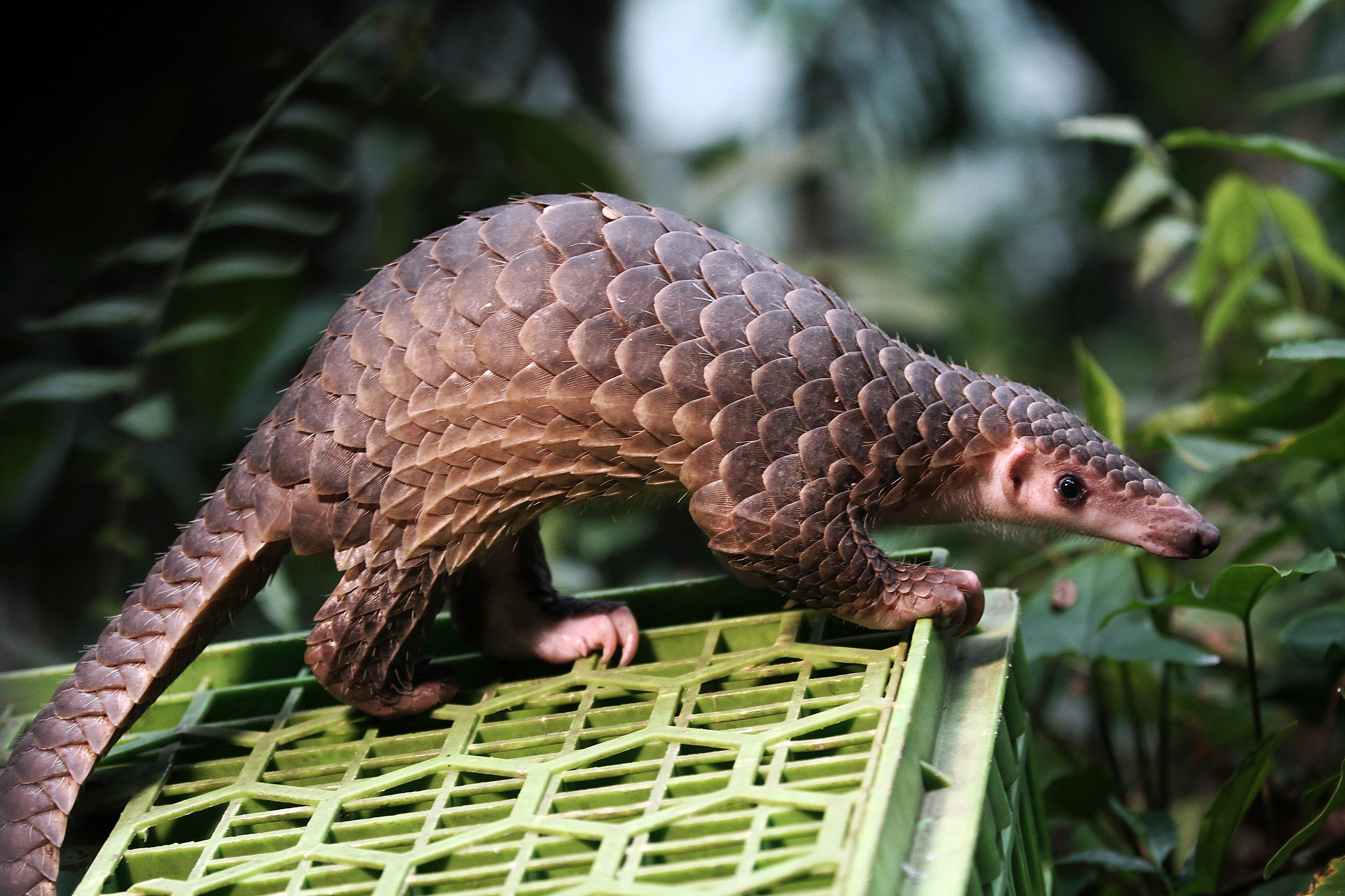 Pangolins, the world’s most trafficked mammal, are seen as a delicacy and are used in traditional Chinese and Vietnamese medicine. Photo: Getty Images