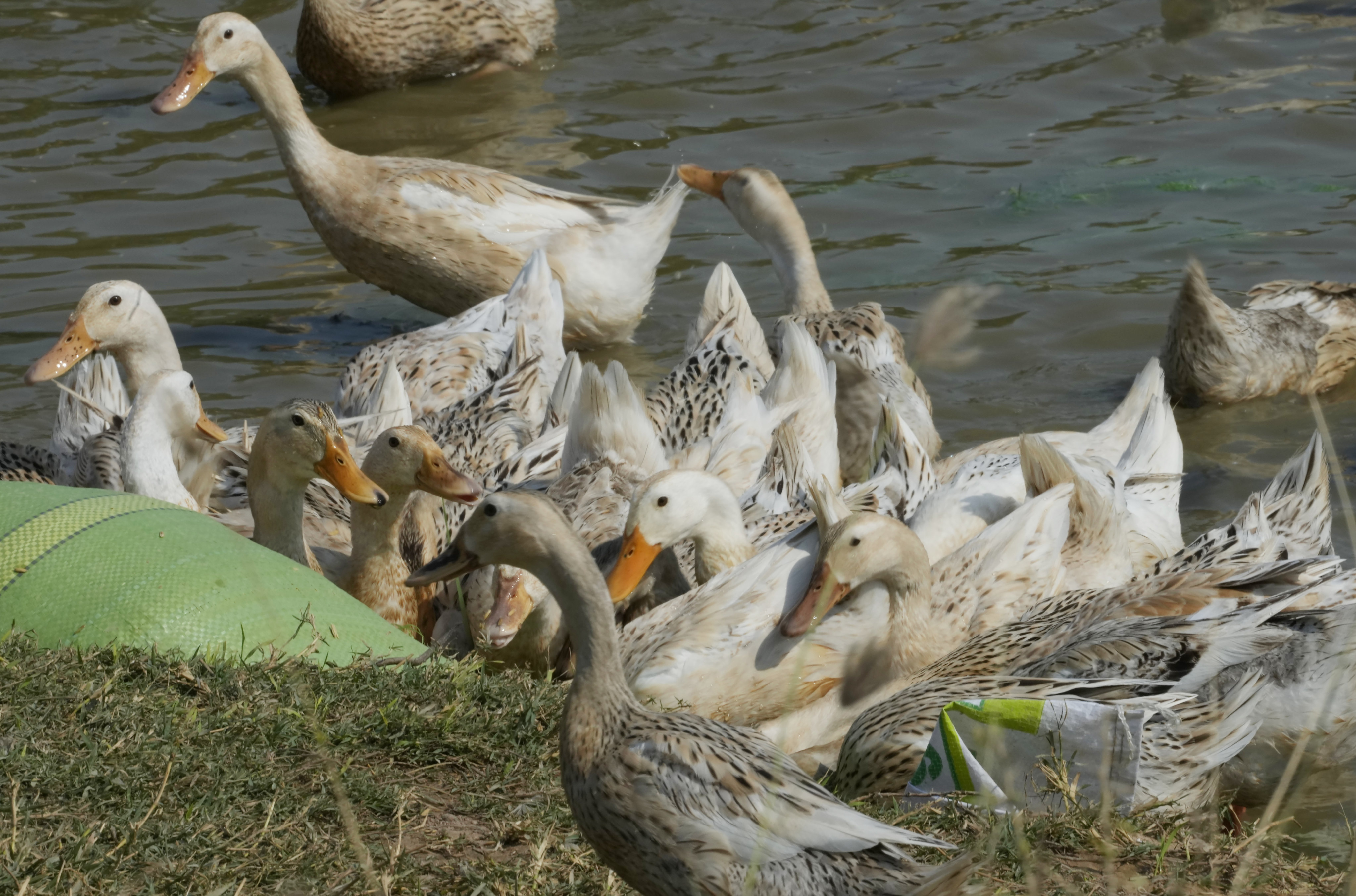 Ducks near Phnom Penh, Cambodia, where an 11-year-old girl has died from bird flu. Photo: AP
