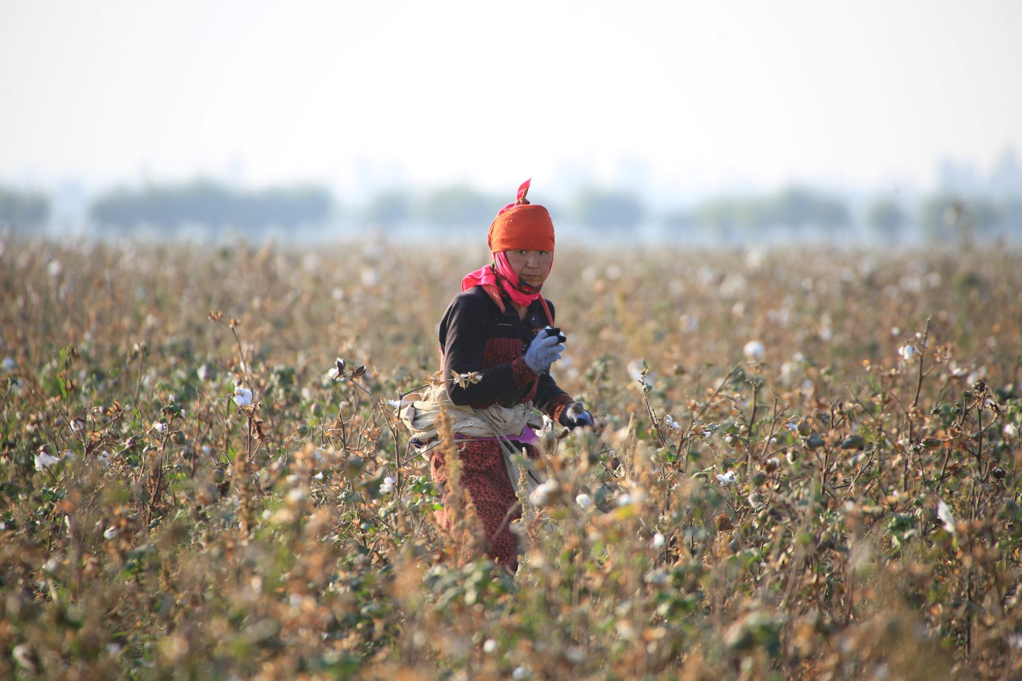 A cotton grower in a cotton plantation outside Tashkent. Uzbekistan has abolished forced and child labour in cotton harvests. Photo: AFP