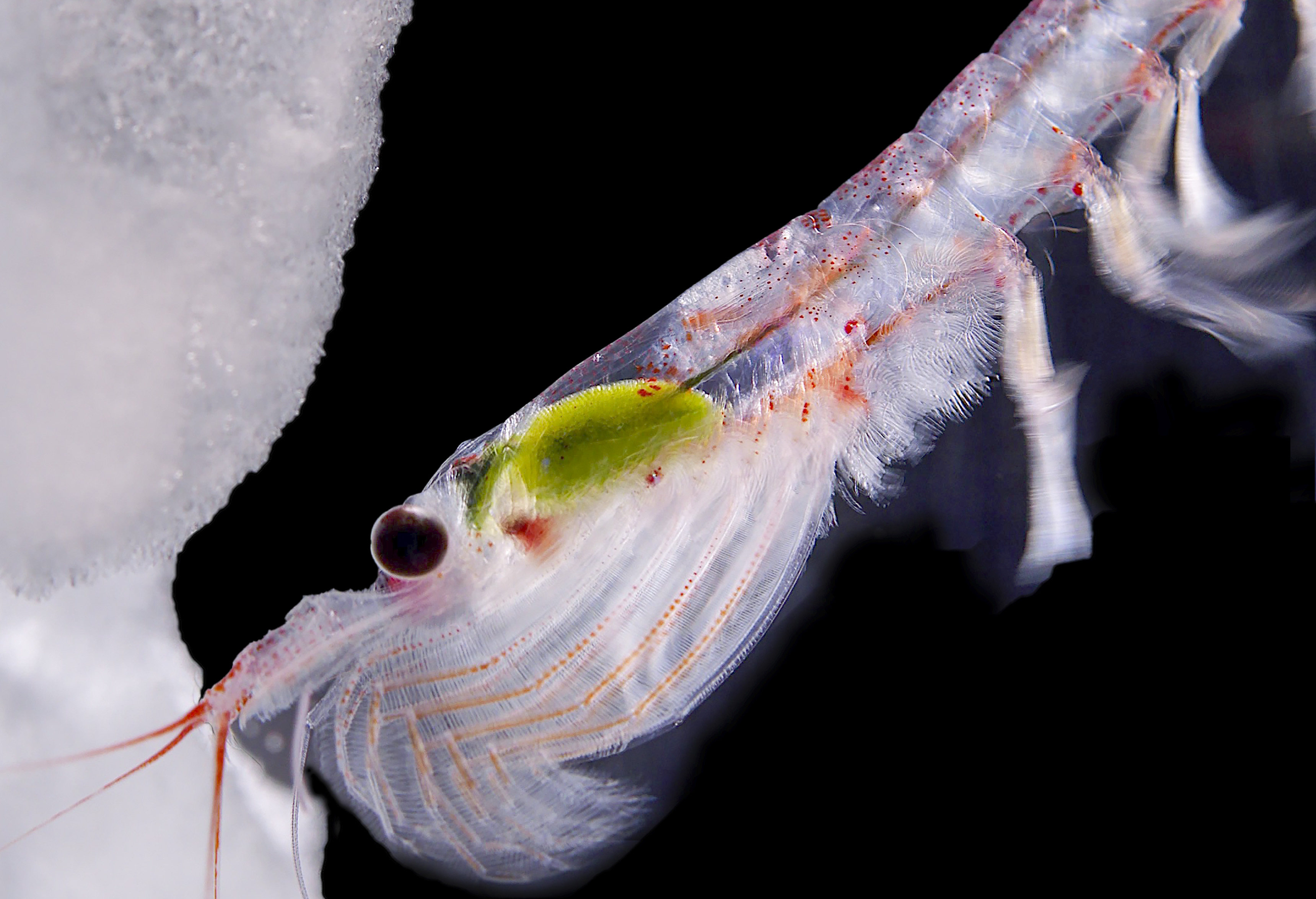 Hundreds of millions of tonnes of Antarctic krill live in the sub-zero waters of the Southern Ocean. Photo: Simon Payne, Australian Antarctic Division