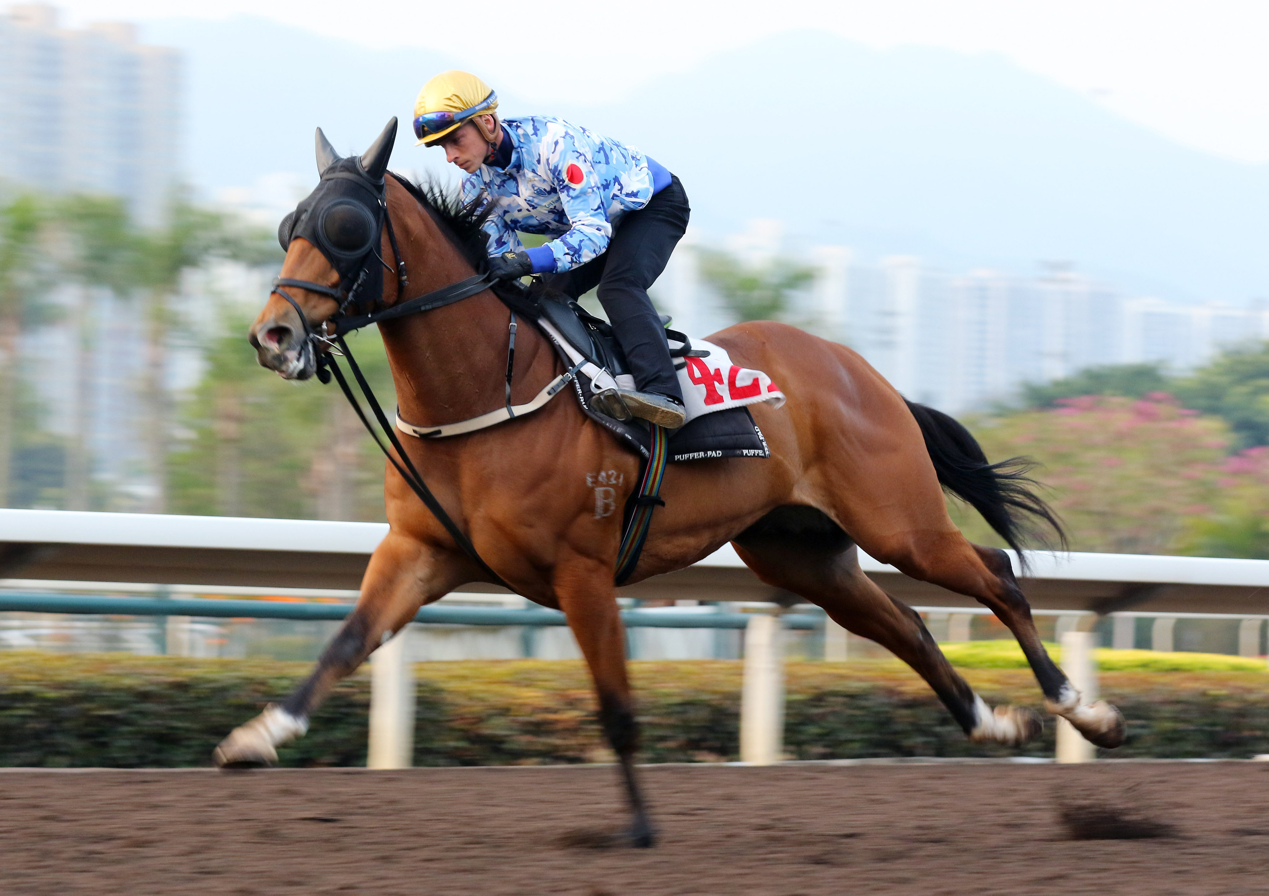 Lyle Hewitson gallops Nervous Witness at Sha Tin on Thursday morning. Photo: Kenneth Chan