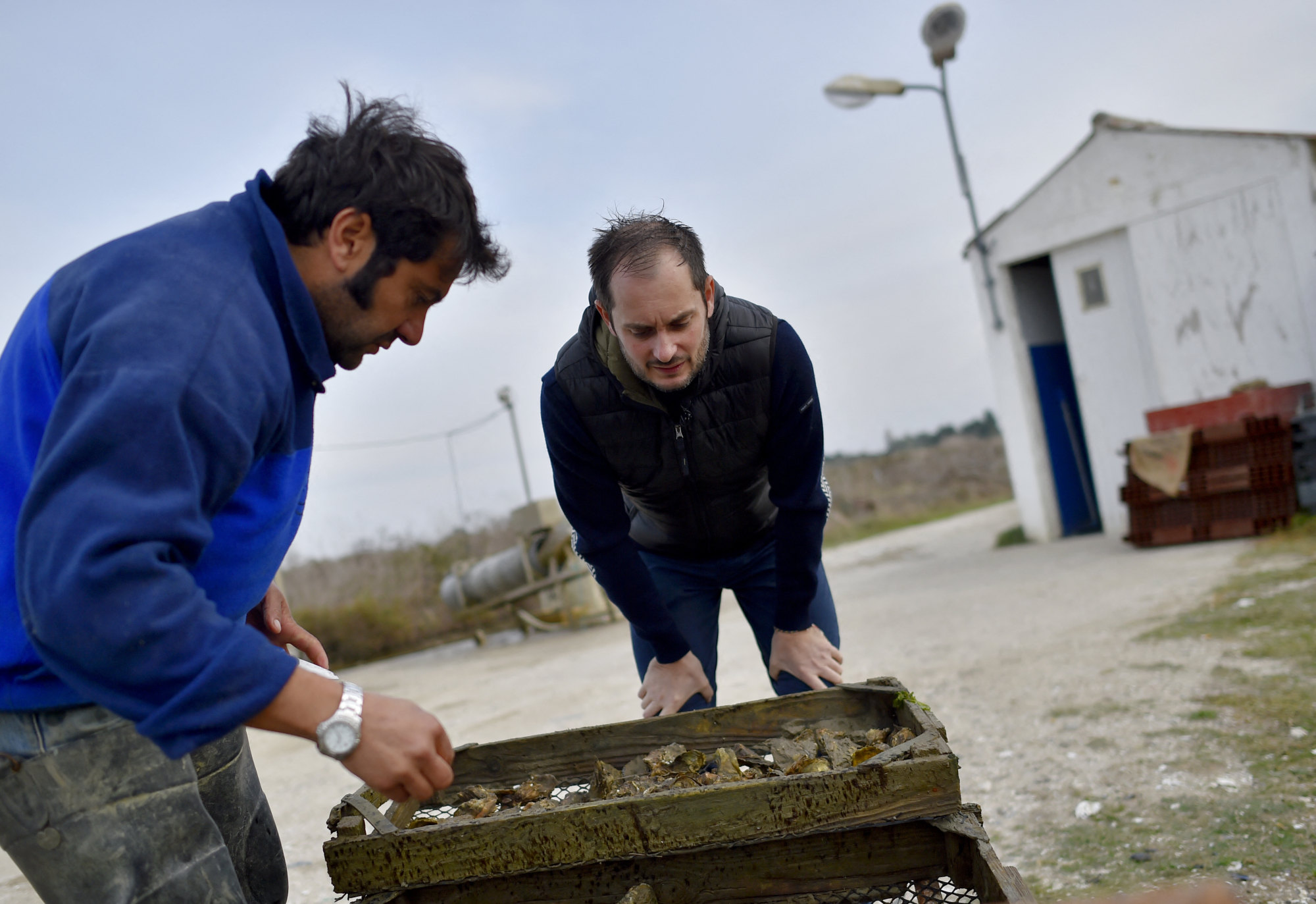 Alexandre Couillon selects oysters for his restaurant La Marine, in a photo taken on Noirmoutier island in 2016 after he was named Chef of the Year by French restaurant guide Gault et Millau in its 2017 edition. Photo: AFP