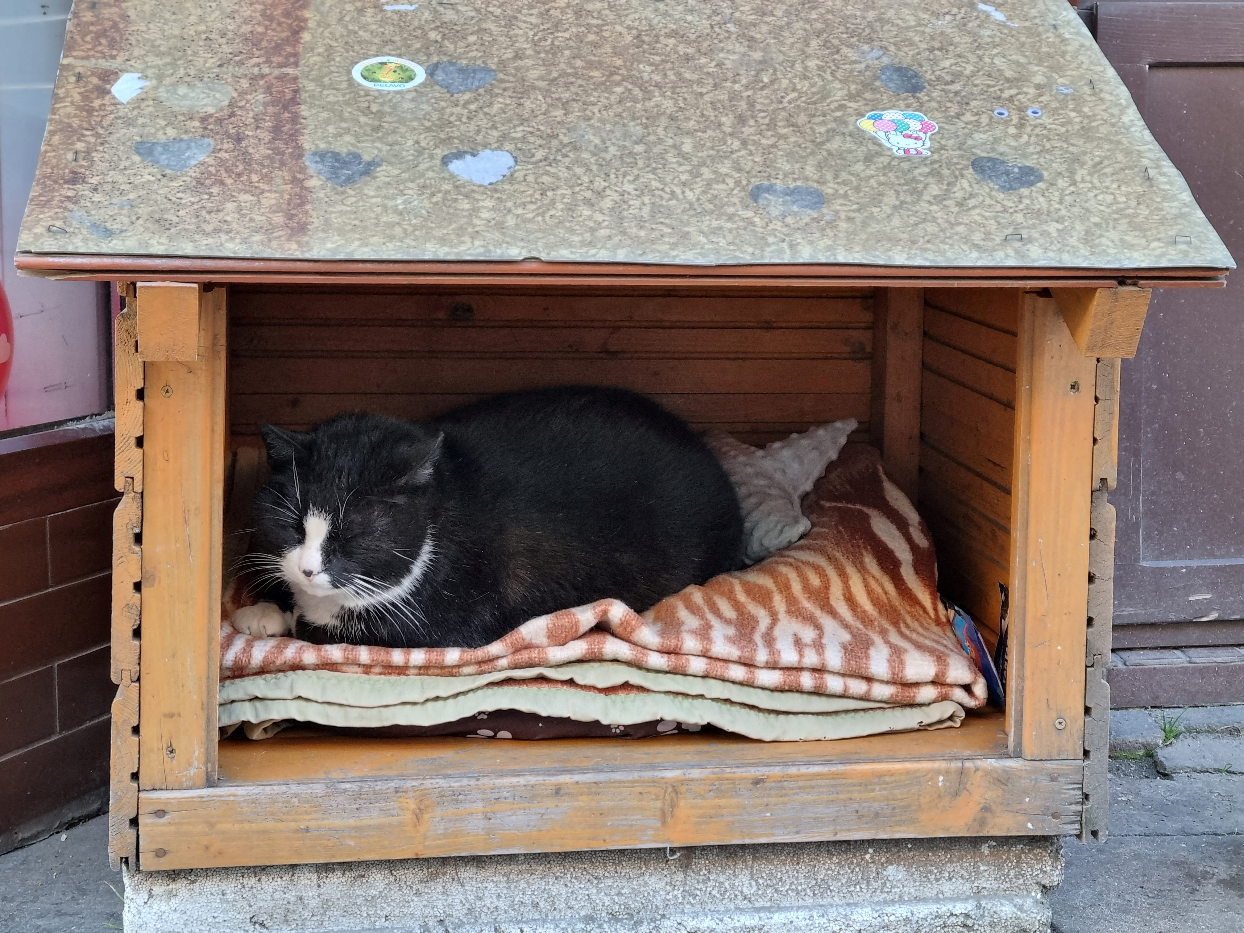 The cat is sometimes found on a blanket in a small open-fronted wooden box, made by his owner, where he has lived for more than 10 years on Kaszubska Street. Photo: Reuters