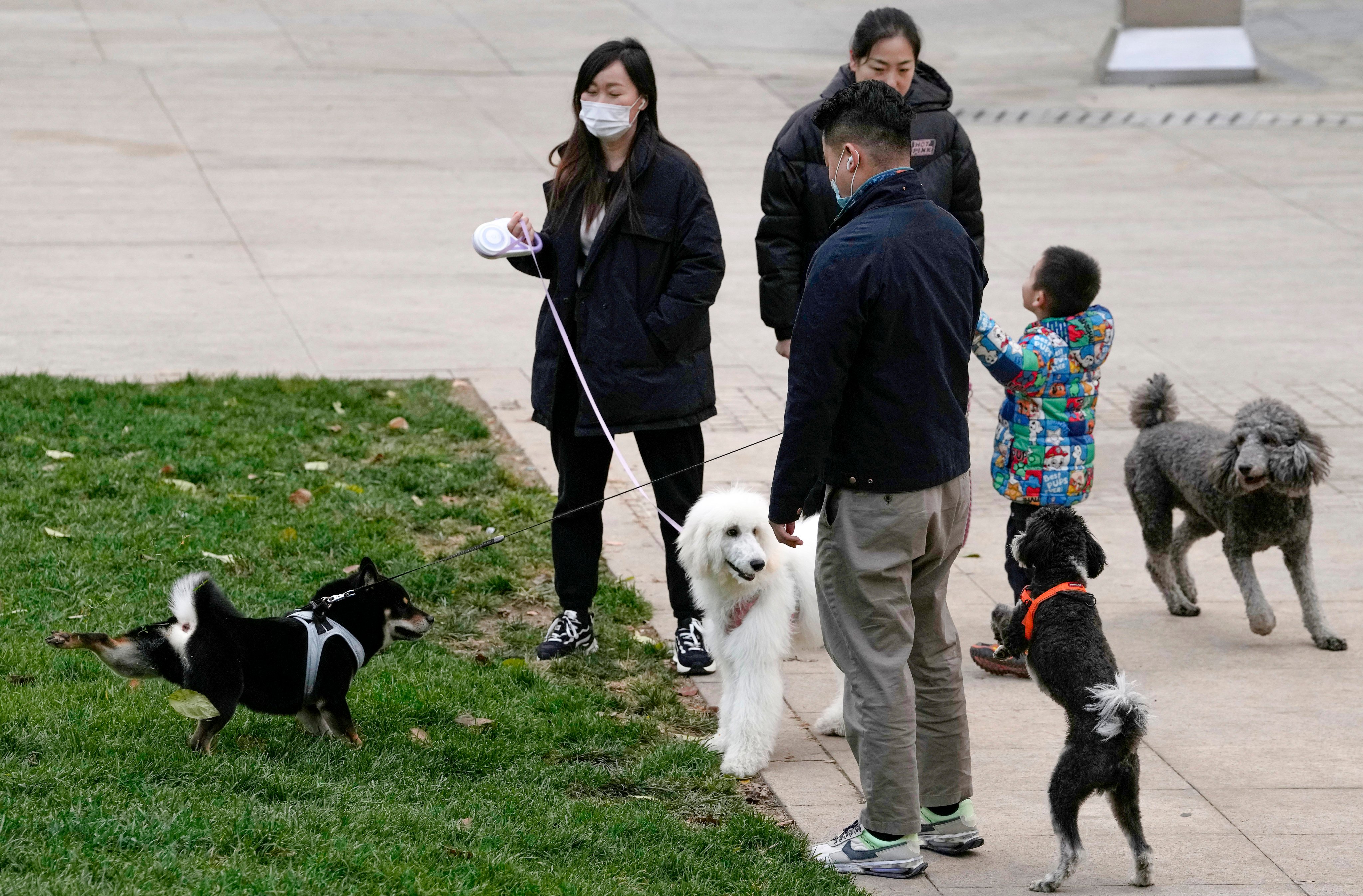 Increasing numbers of Chinese people are keeping pets. Photo: AP 