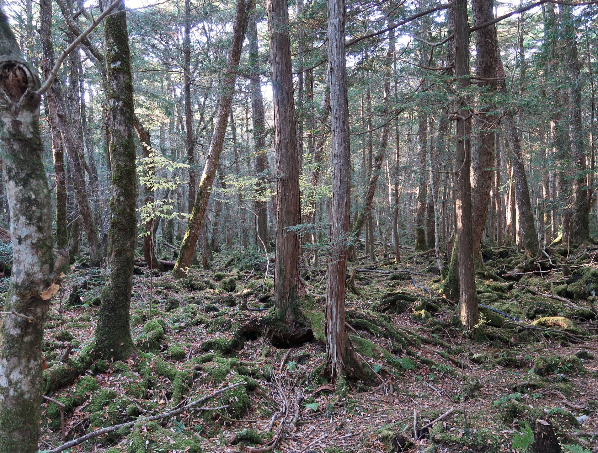 The Sea of Trees (Aokigahara), in the foothills of Mt Fuji, Japan. Photo: Julian Ryall