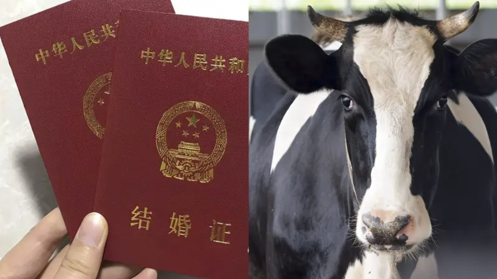 As soon as they married the man convinced the woman to sell her two cows, and when that cash ran out, he disappeared. Photo: Baidu