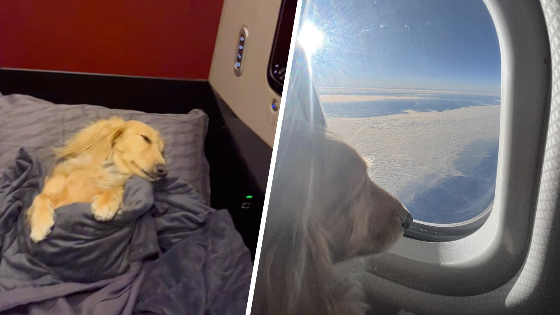 how to take my dog on a flight