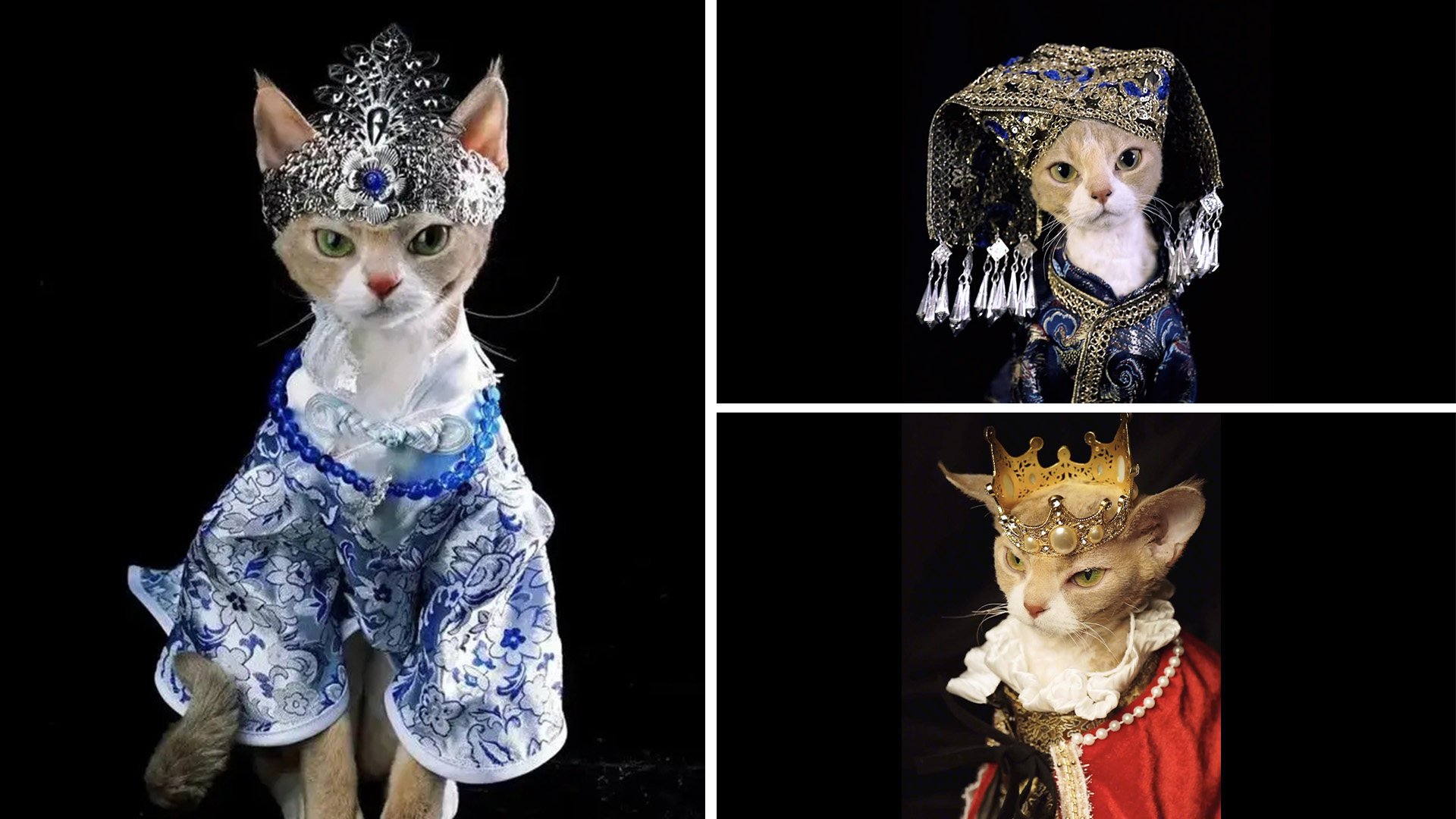 The popular blue-and-white dress along with the other costumes were all made by the cat’s owner, a designer in eastern China. Photo: SCMP composite/Handout