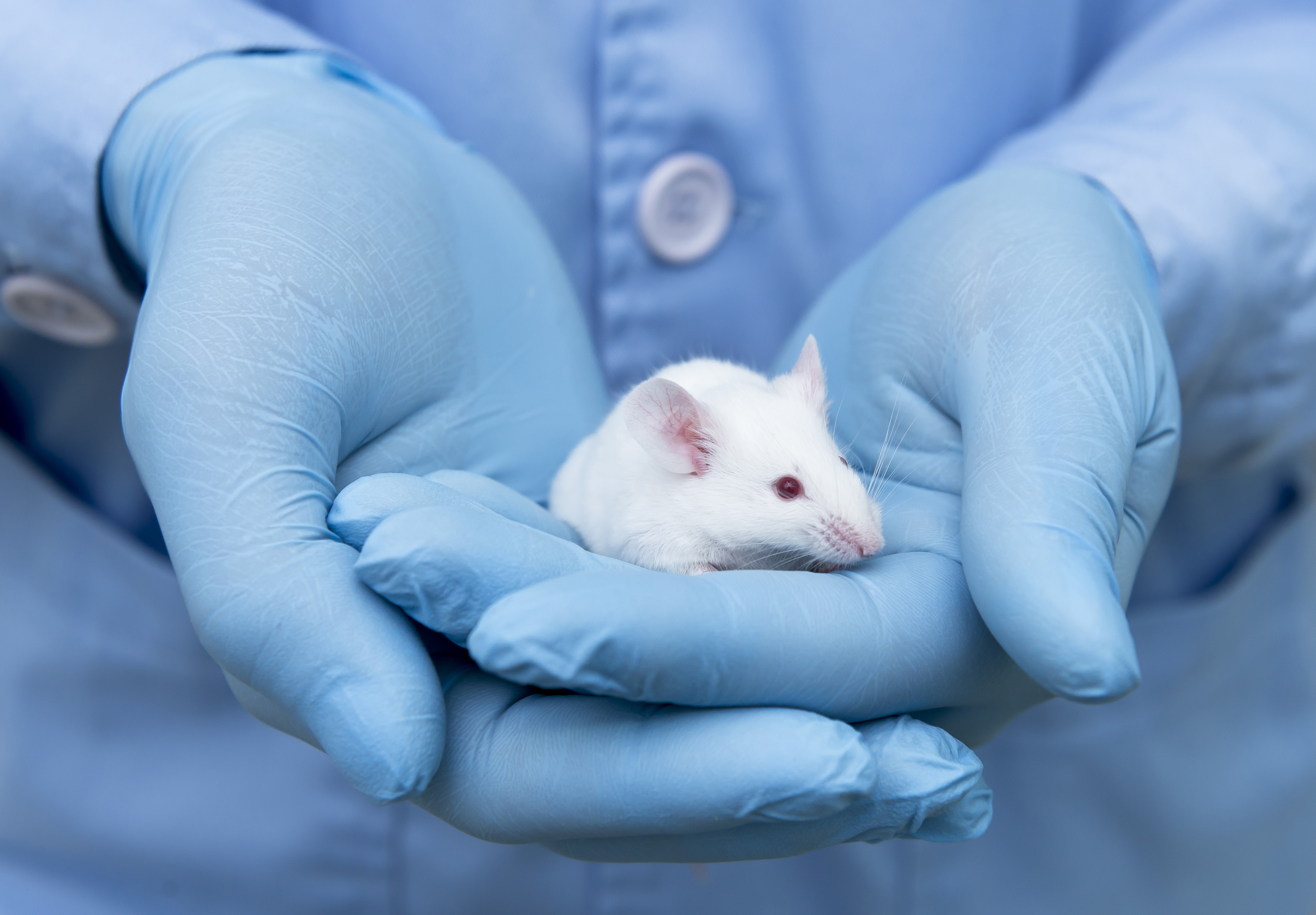 The research is the latest to test new ways to create mouse embryos in the lab. File photo: Shutterstock

