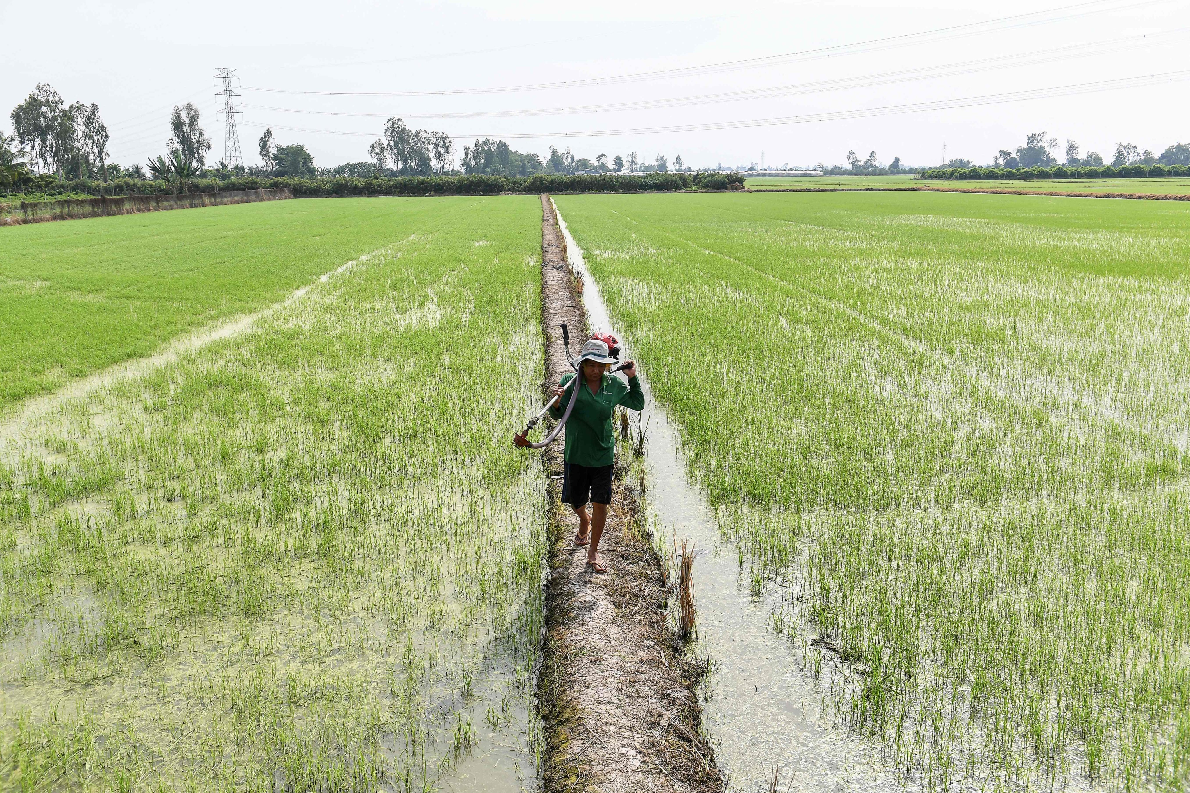 A farmer walks along an embankment in a rice field in Can Tho in southern Vietnam in February 2023. Photo: AFP