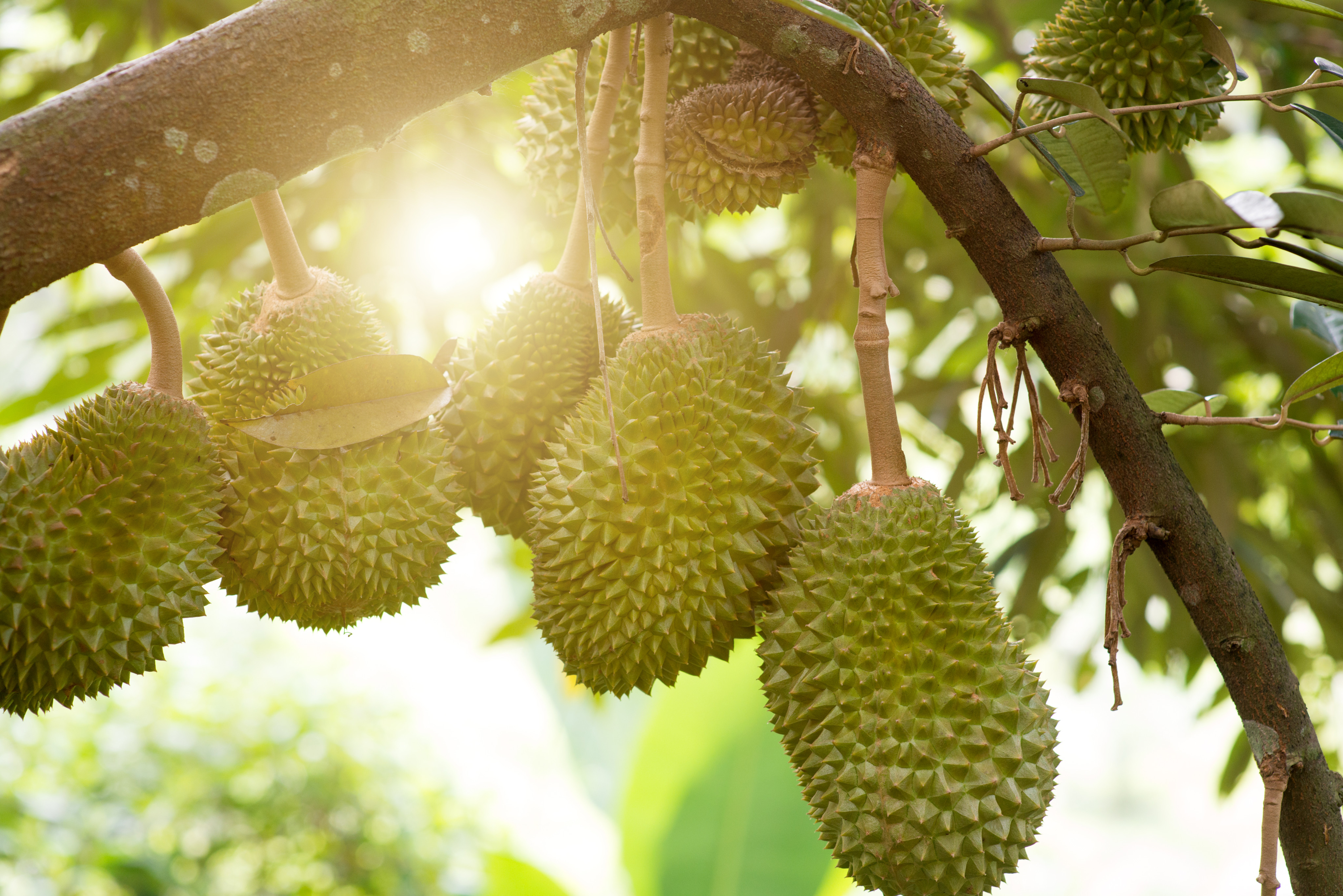 Chinese are keen consumers of durian from Southeast Asian countries such as Thailand, Malaysia and Vietnam. Photo: Shutterstock Images