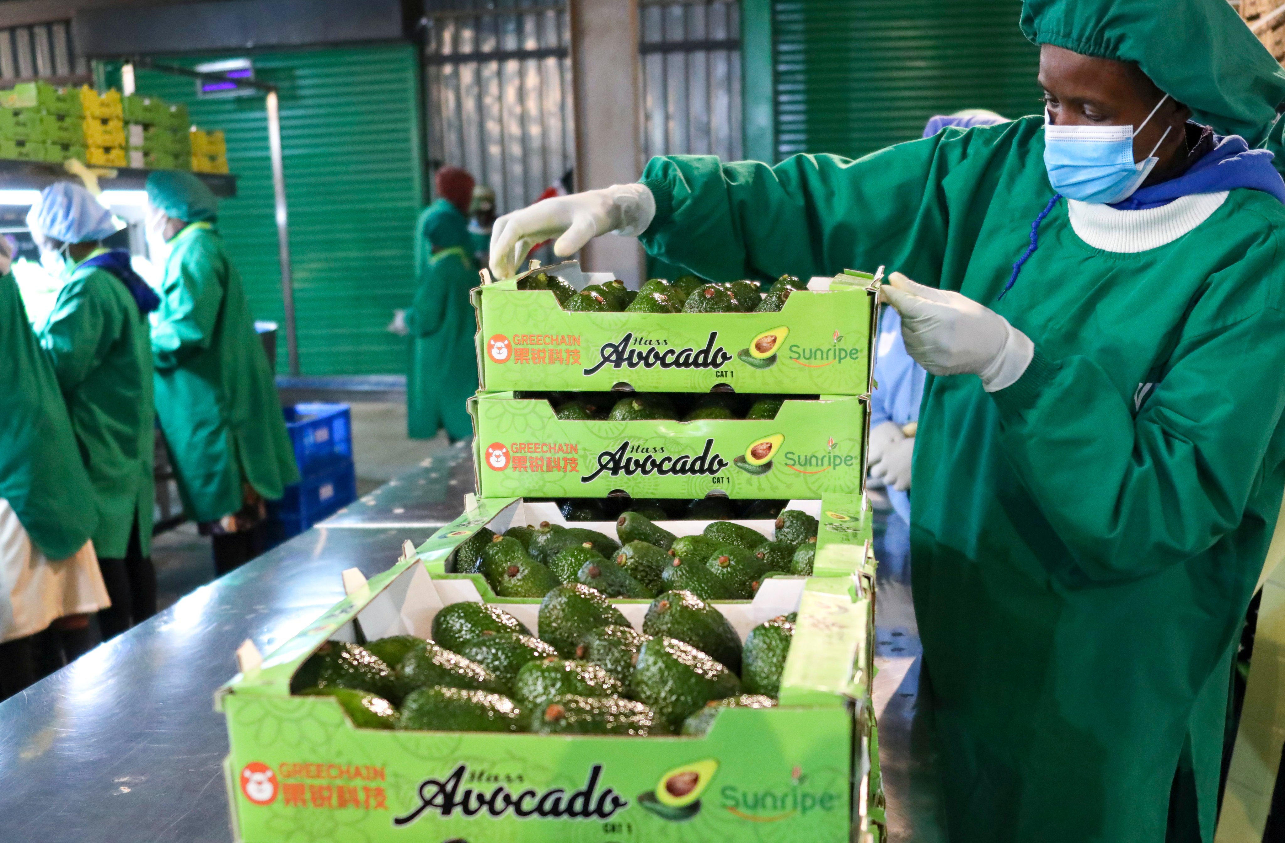 A staff member stacks boxes of fresh avocados at the Sunripe factory in Limuru, Kenya, in August. Photo: Xinhua