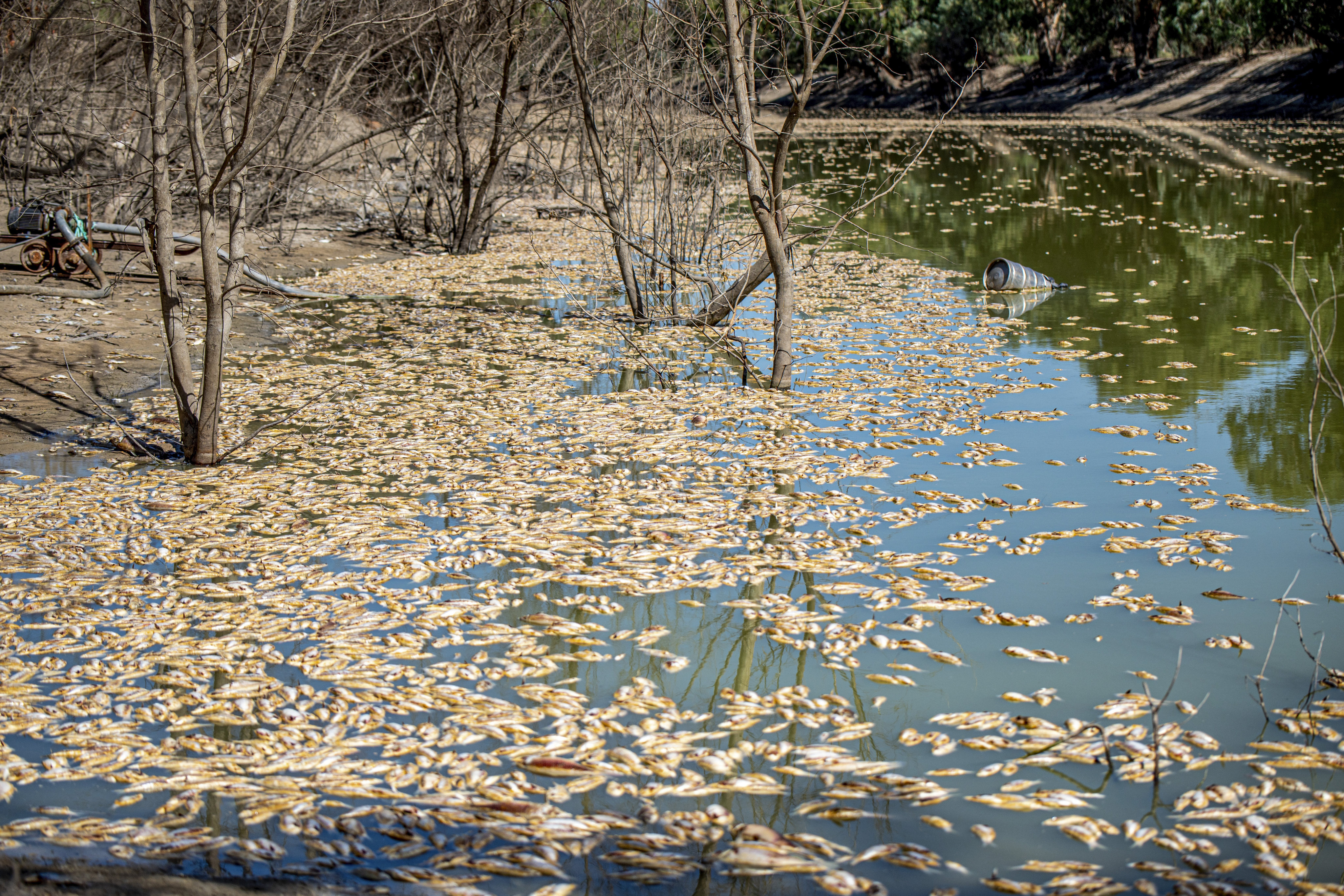 Thousands of dead fish float on the Darling River at Menindee in outback New South Wales, Australia, on March 19. At the UN 2023 Water Conference from March 22, delegates will review the world’s progress on the sixth Sustainable Development Goal  – clean water and sanitation – and other water-related goals and targets. Photo: AP