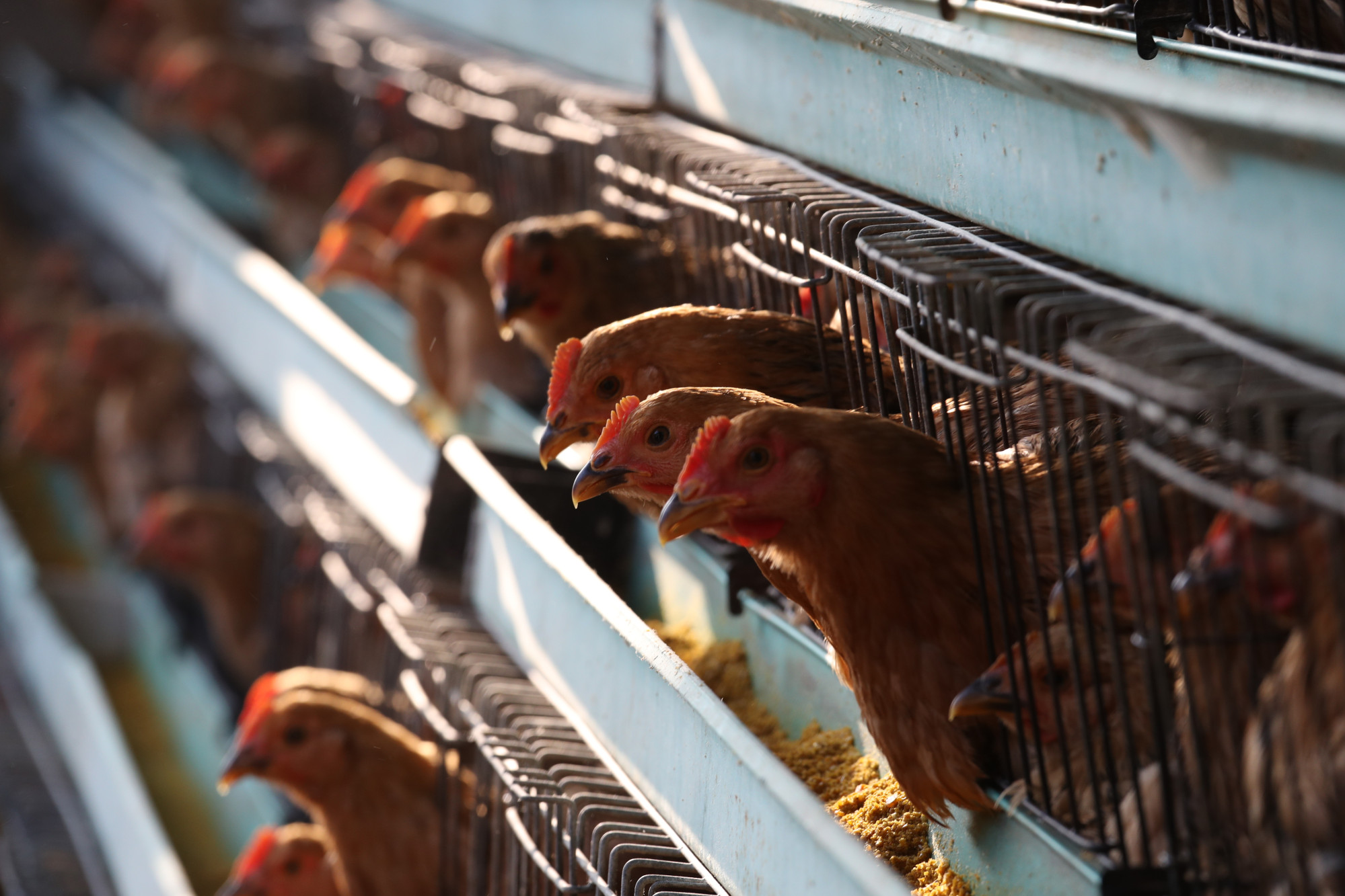 The top microbiologist had previously called for a ban on selling live animals at wet markets. Photo: Nora Tam The top microbiologist had previously called for a ban on selling live animals at wet markets. Photo: Nora Tam