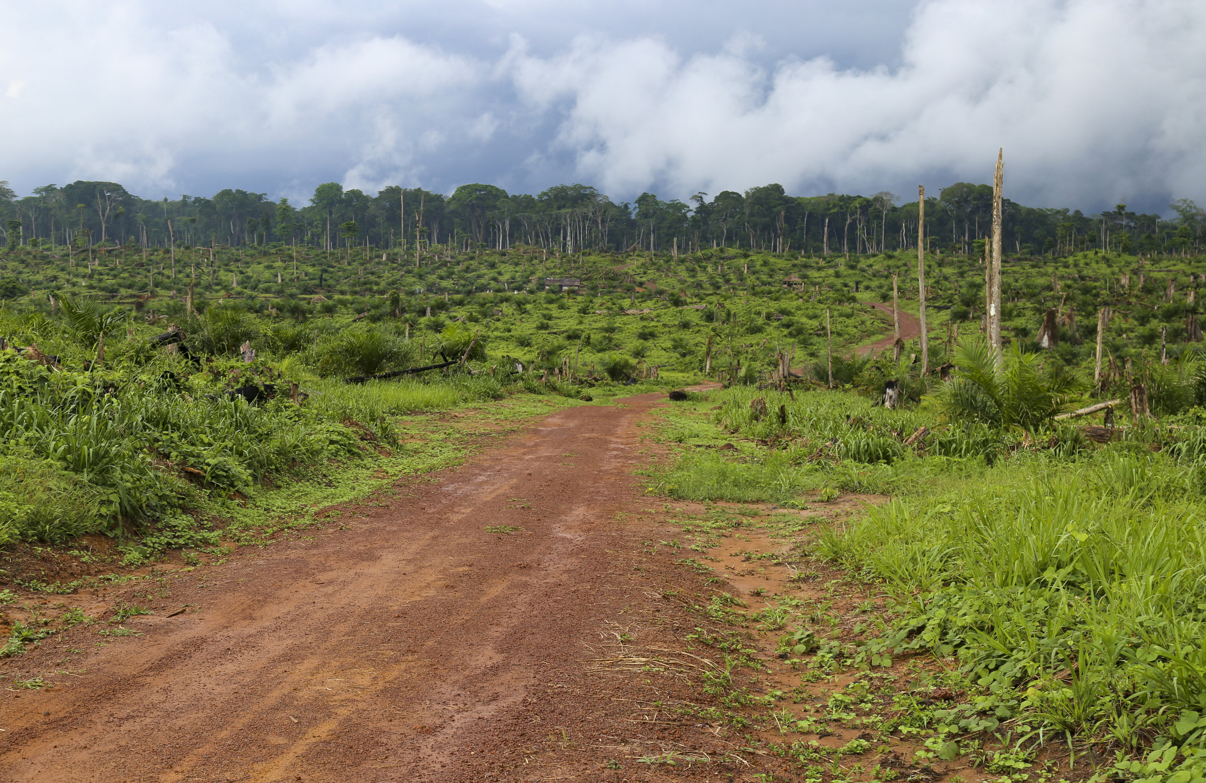 Felled trees are seen after some 850 hectares of forest were destroyed to plant oil palms in the heart of the Congo Basin forest near Kisangani in the northeastern Democratic Republic of Congo, on September 25, 2019. The Congo Basin is the second “green lung” after the Amazon whose safeguarding is vital in the fight against global warming. Photo: AFP