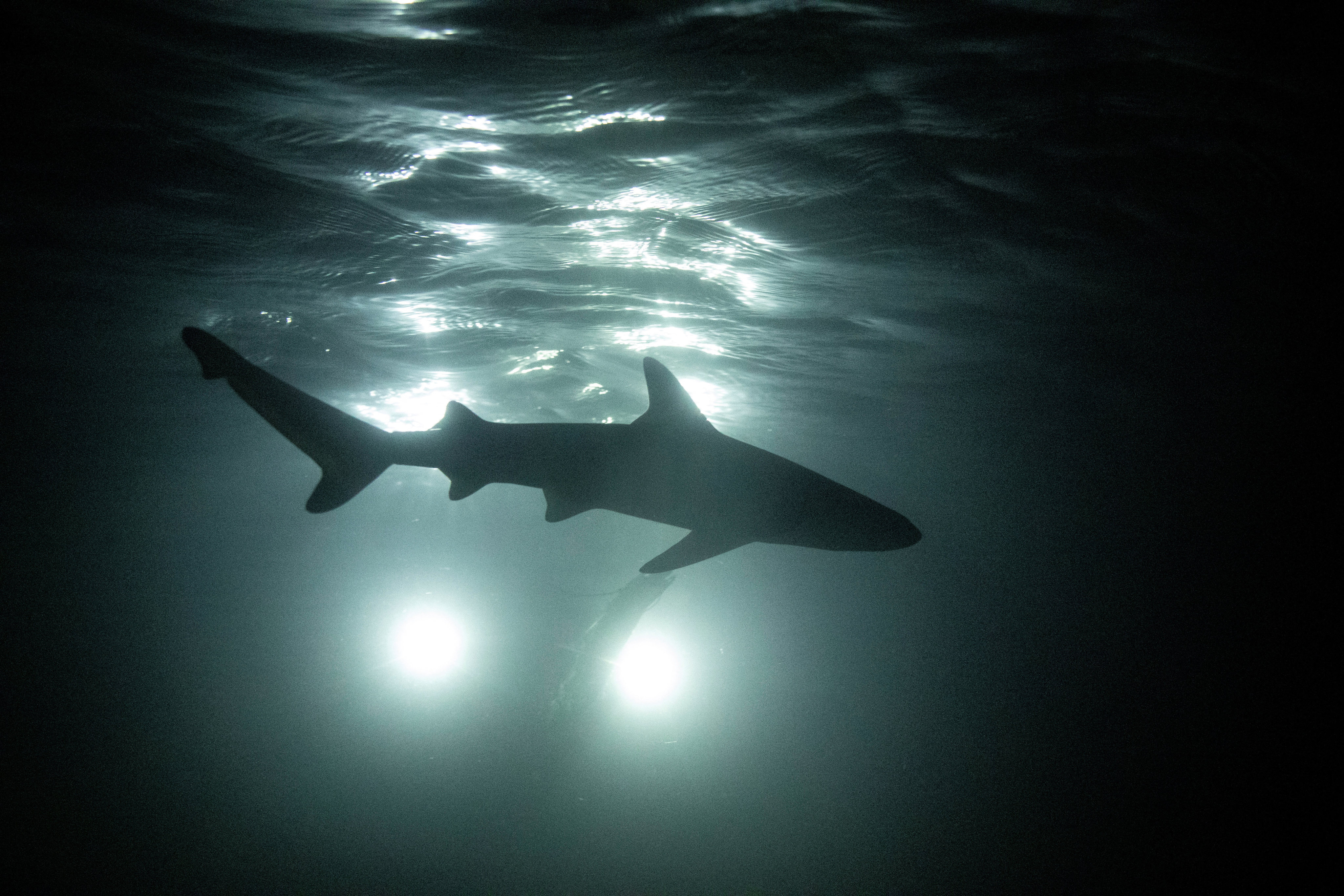 black tip shark bite