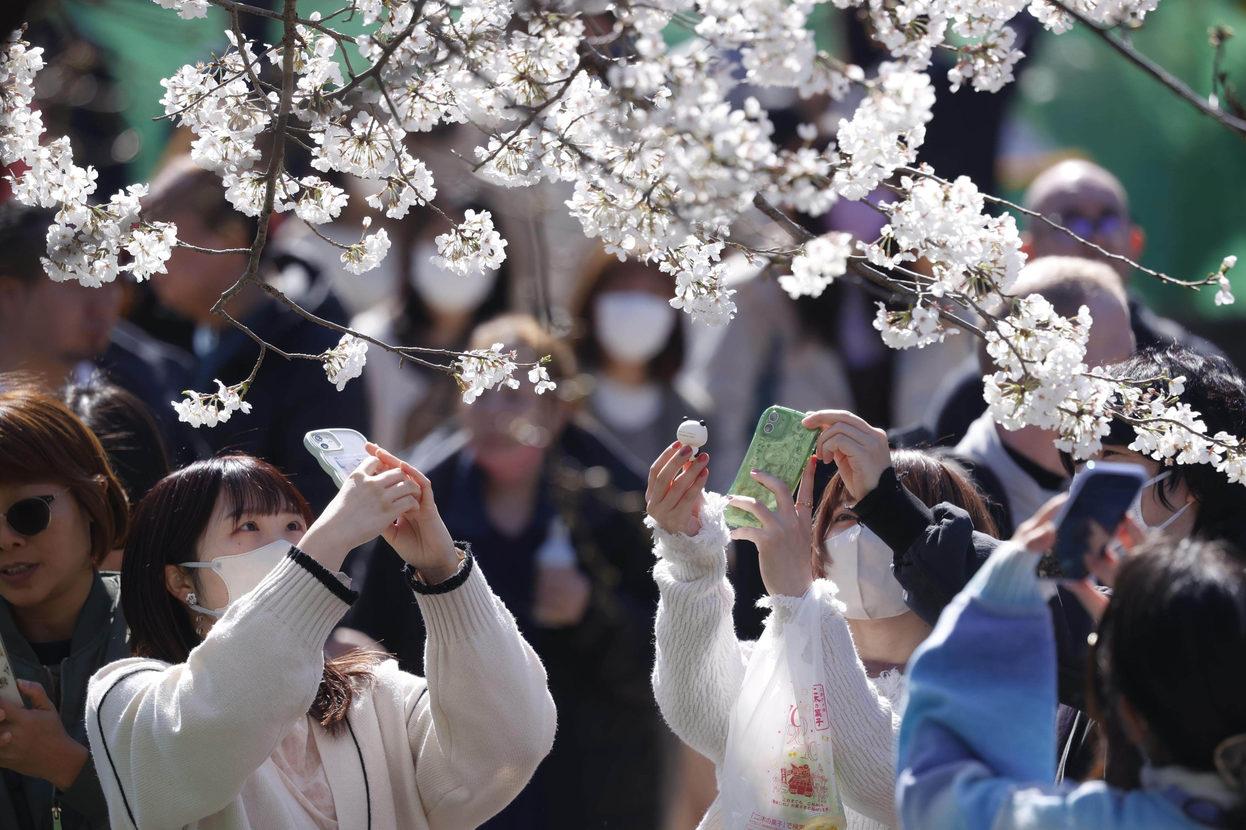 Japan's economy to bloom as <i>hanami</i> season kicks off - The Japan Times