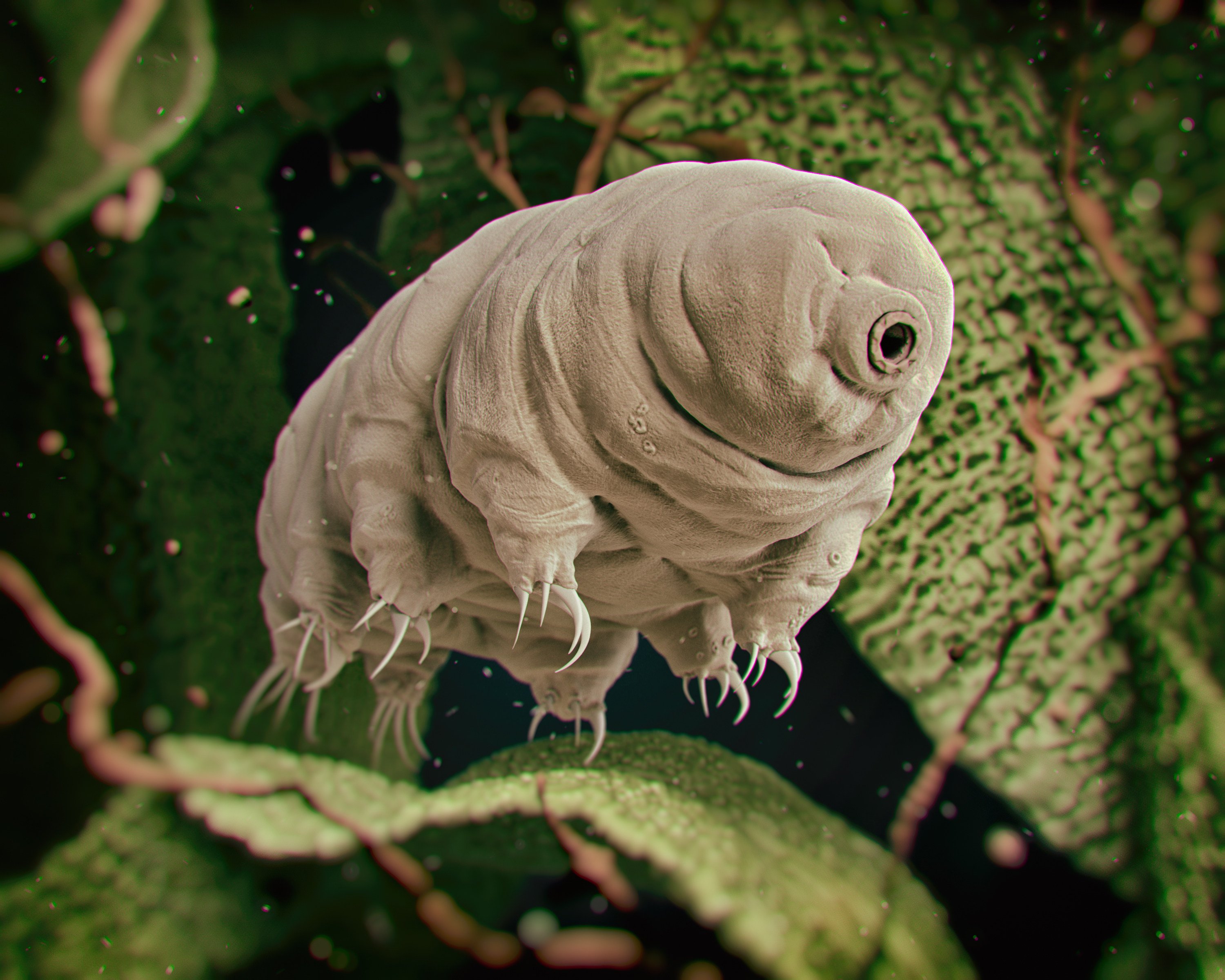 A 3D rendered illustration of a water bear, or Tardigrade. Image: Shutterstock