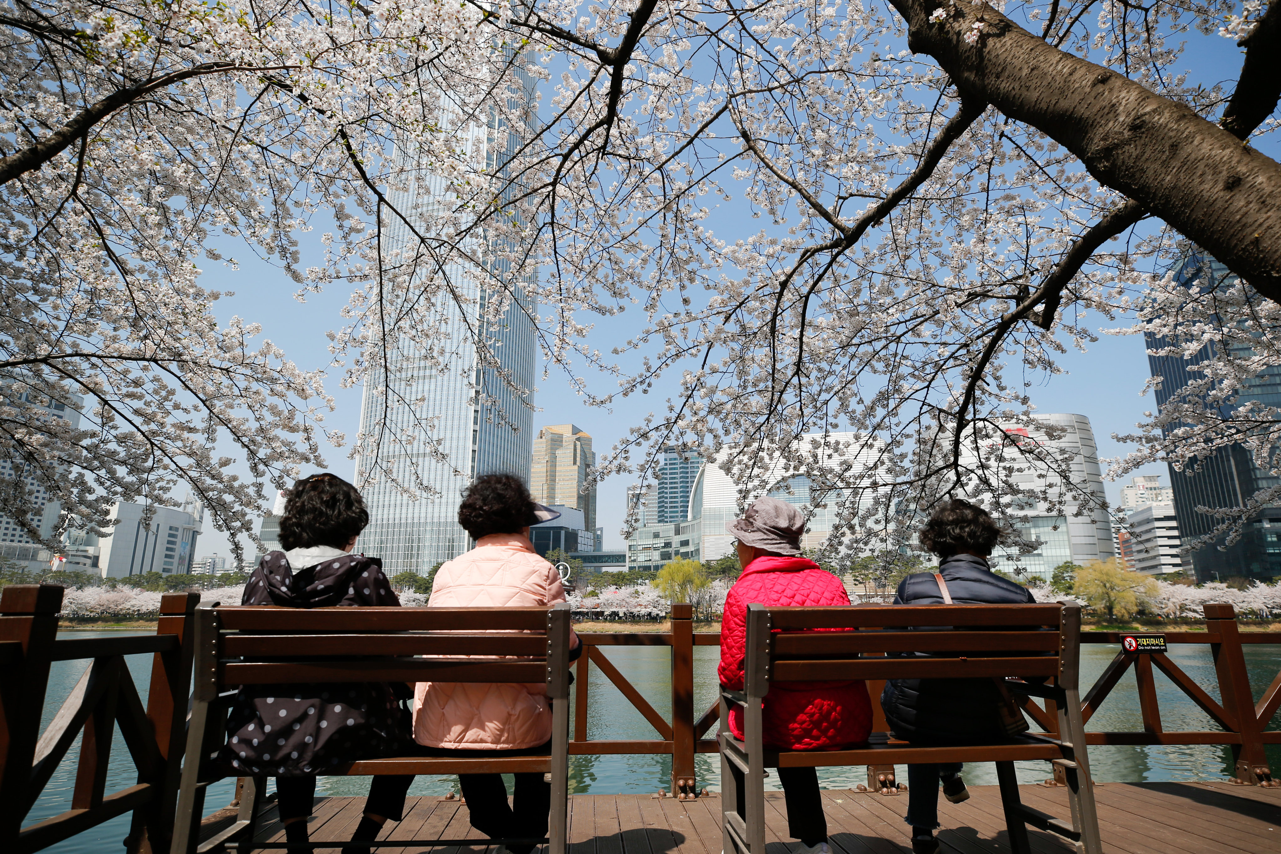 Tourists view cherry blossoms at Seokchon Lake Park, with office towers in the distance, in Seoul, South Korea, on March 30. Rents for grade A offices in Seoul’s central business districts are expected to rise around 5 per cent this year. Photo: Xinhua
