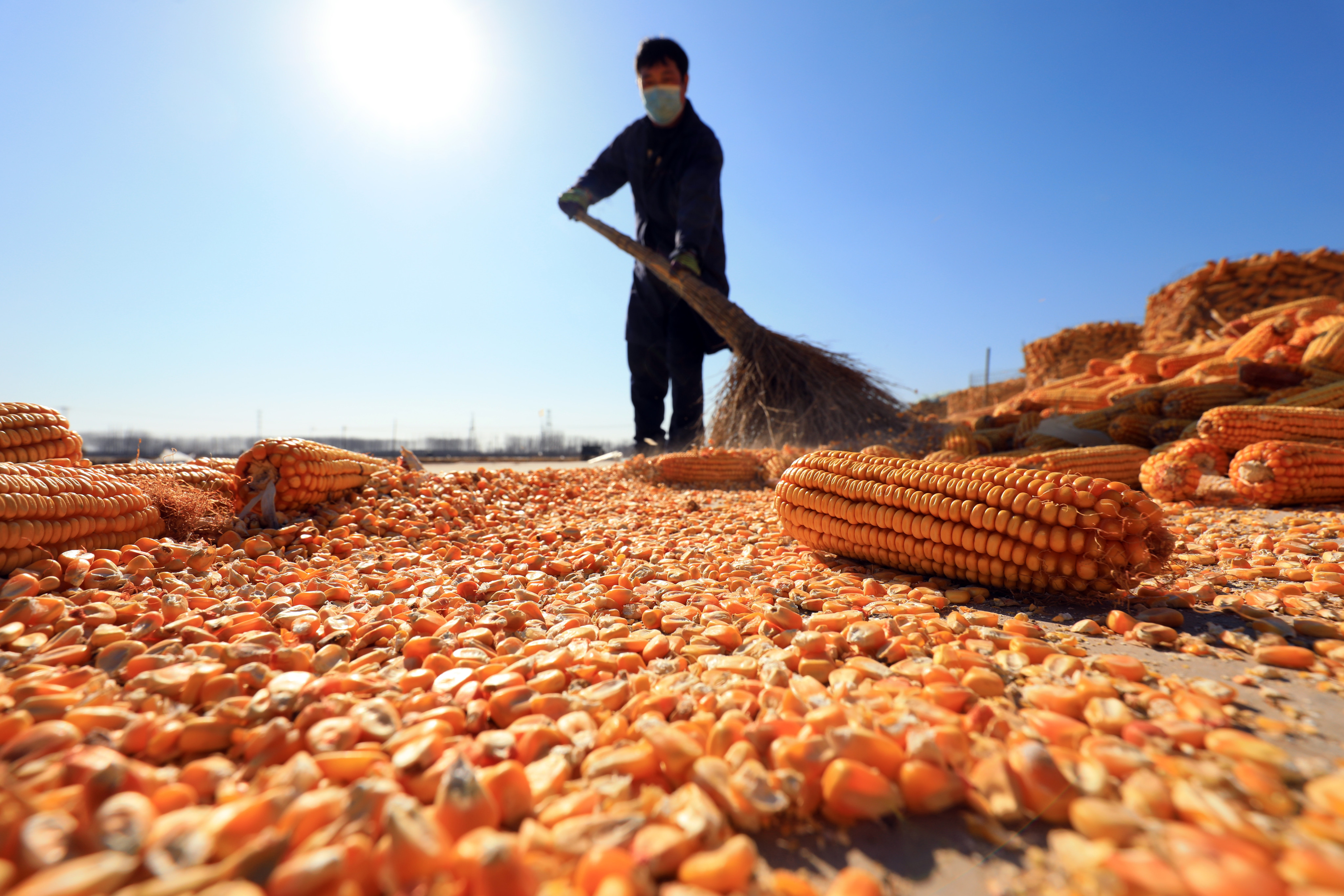 China, one of the world’s biggest agricultural importers and exporters, has been much slower to deploy GM corn commercially than in other countries. Photo: Shutterstock Images