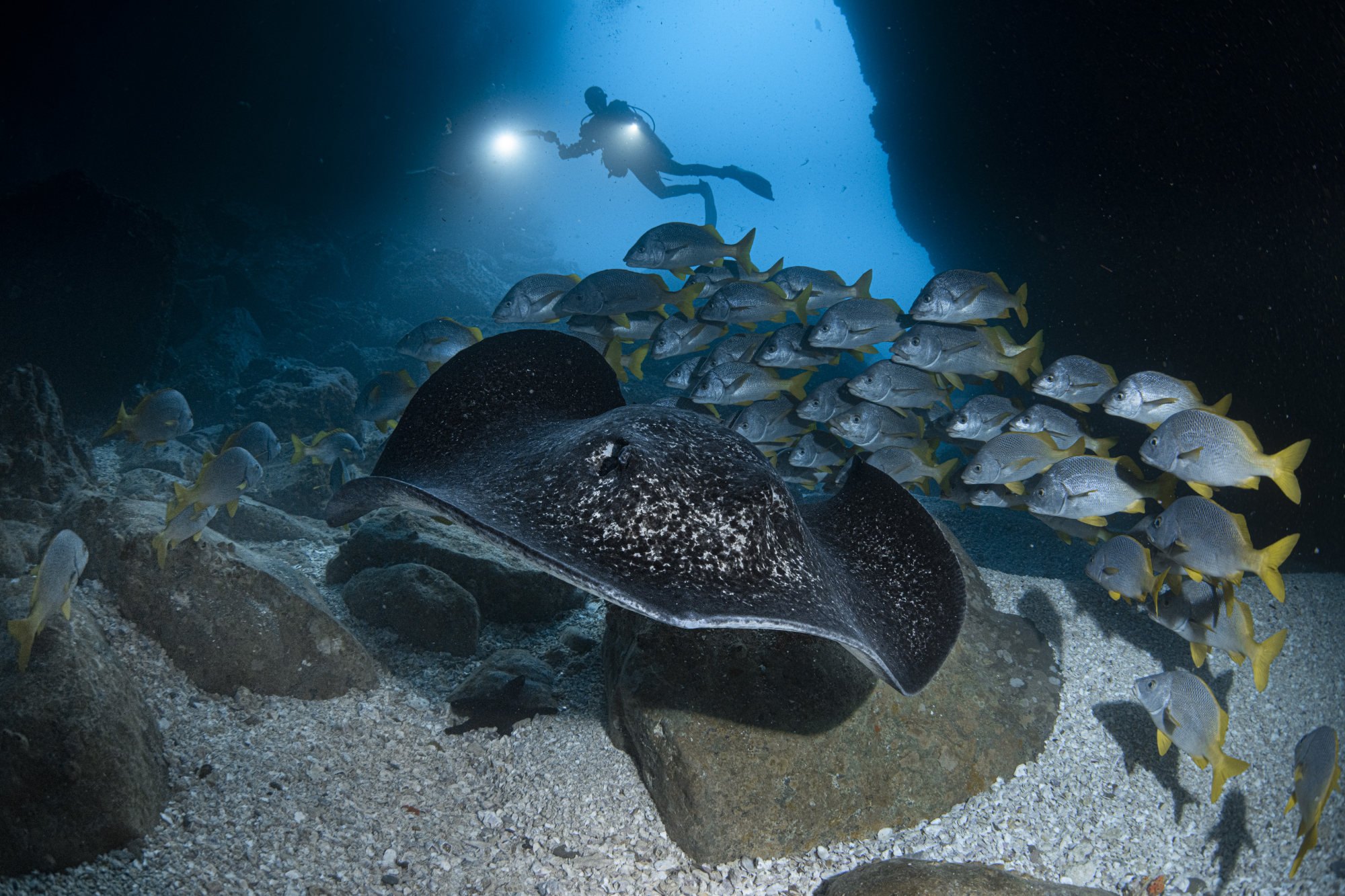 A photo taken by underwater photographer Simon Lorenz off Cocos Island, Costa Rica, in 2019. Photo: Simon Lorenz